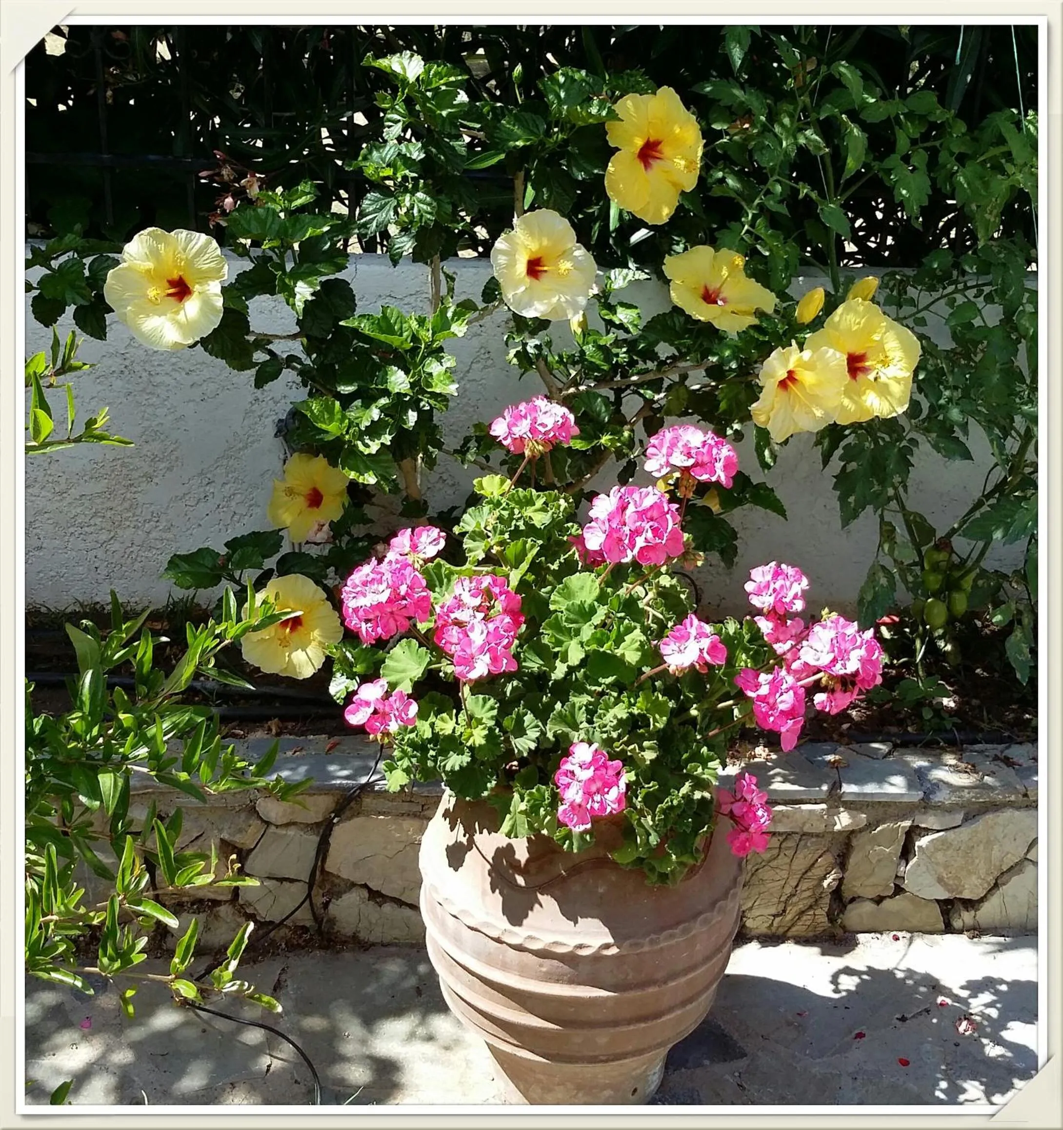Garden in Olive tree Cottages