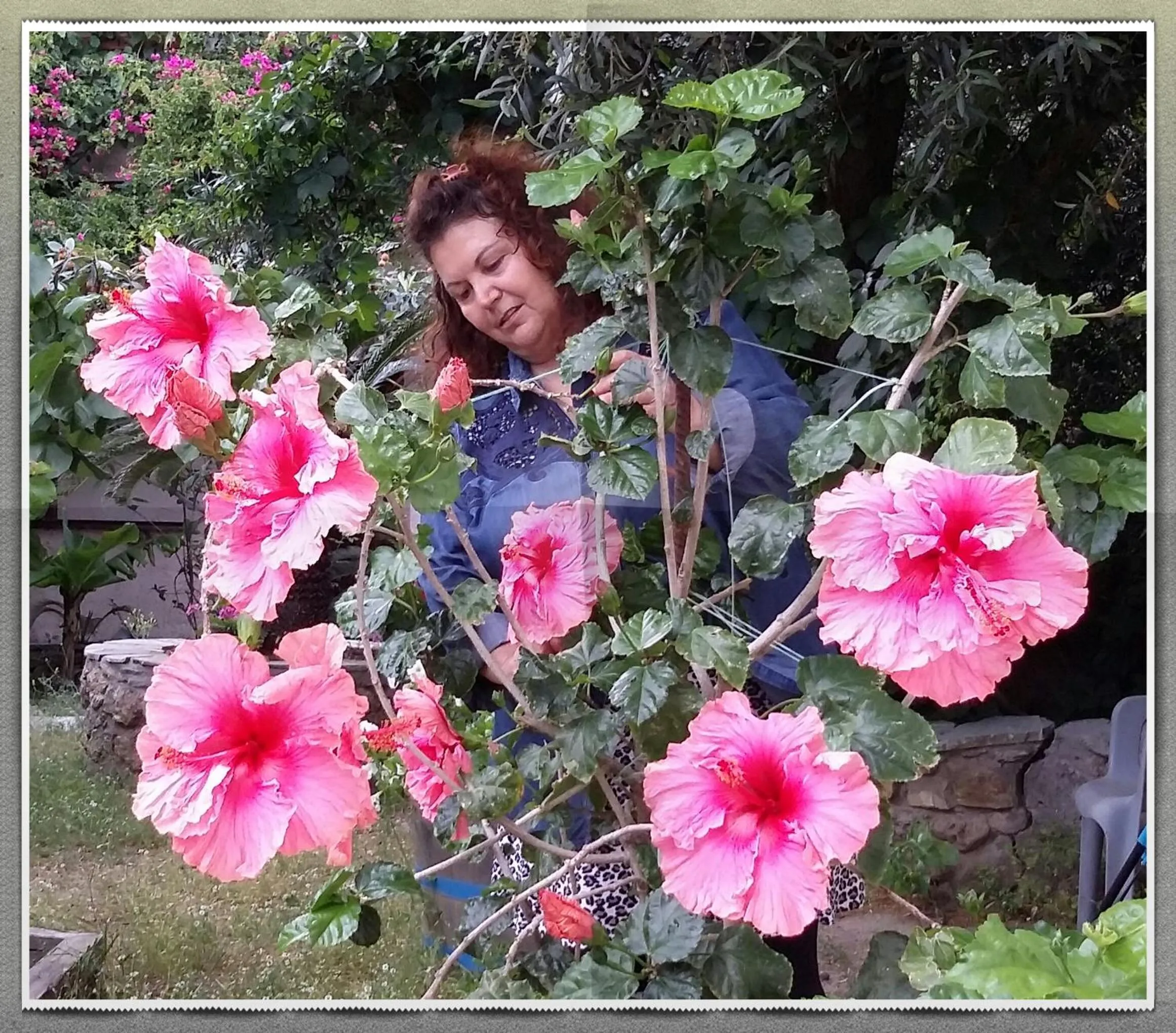 Garden in Olive tree Cottages