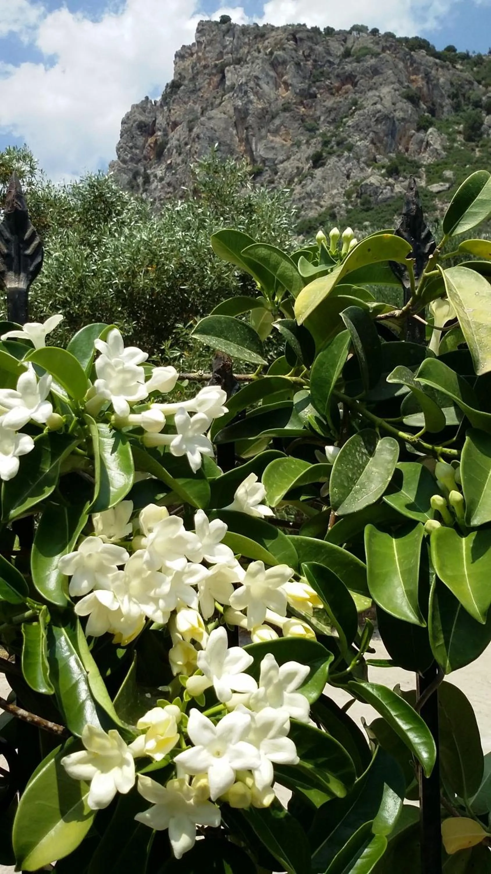 Mountain view in Olive tree Cottages
