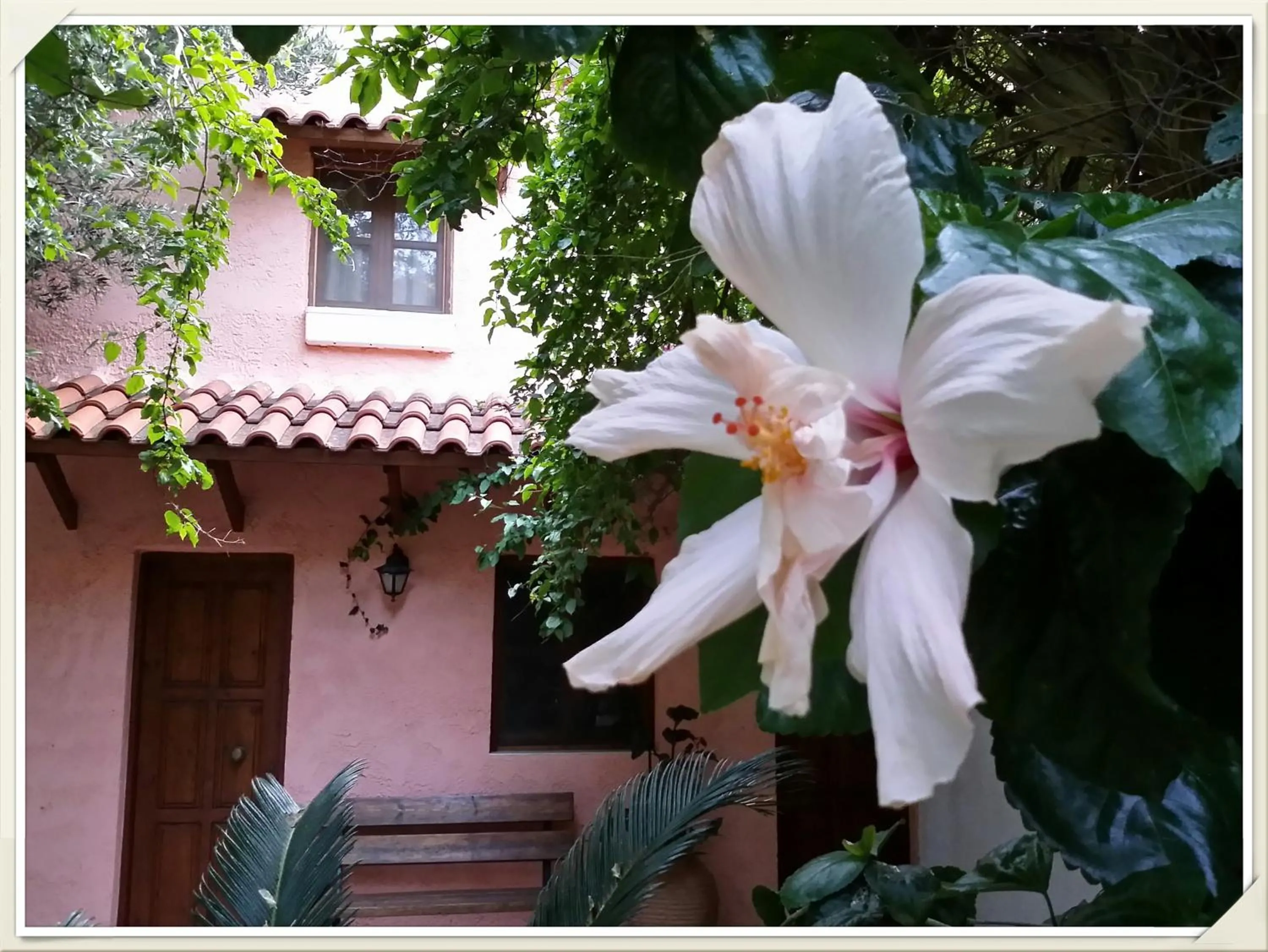 Garden view in Olive tree Cottages
