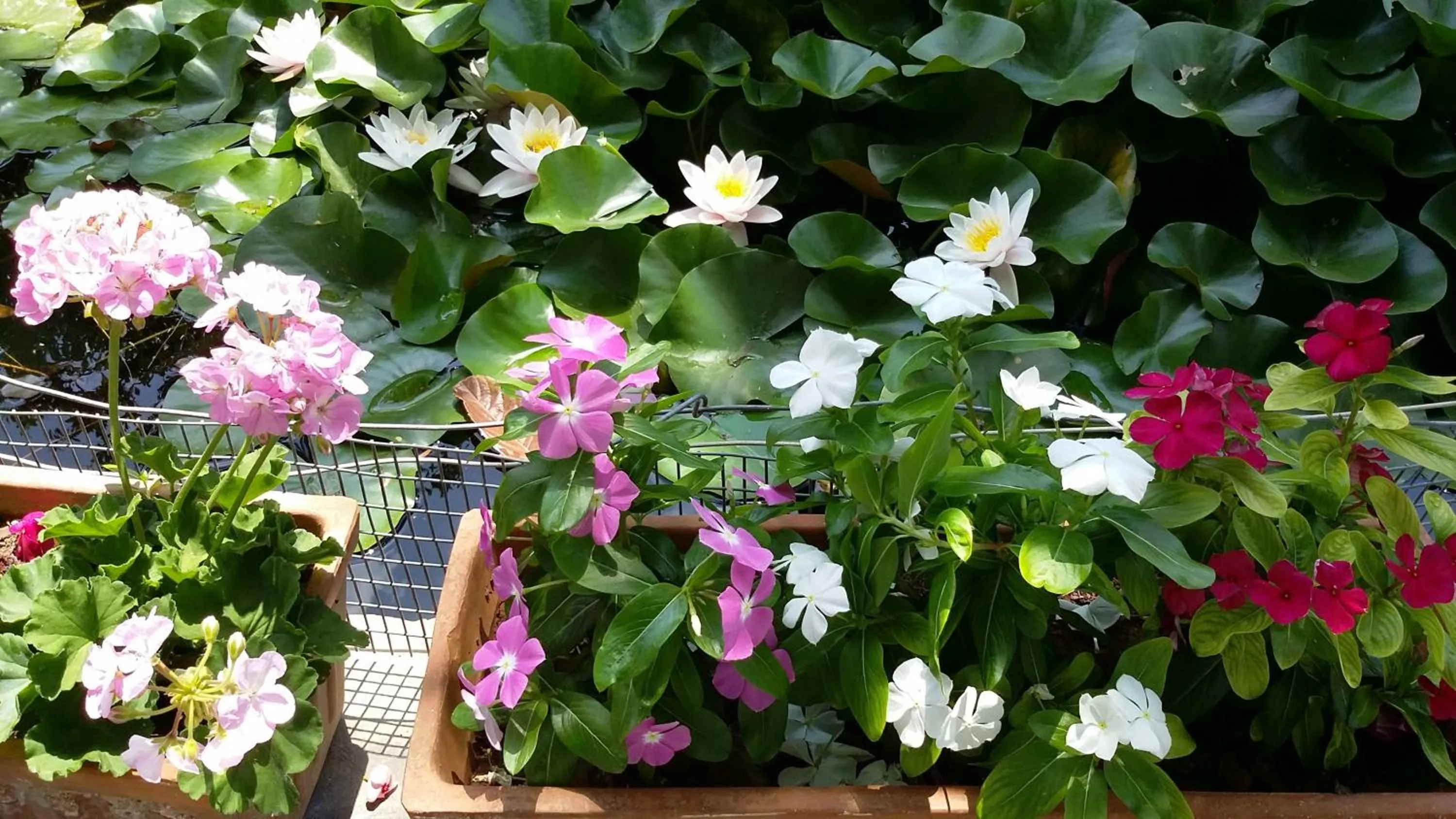 Garden view in Olive tree Cottages