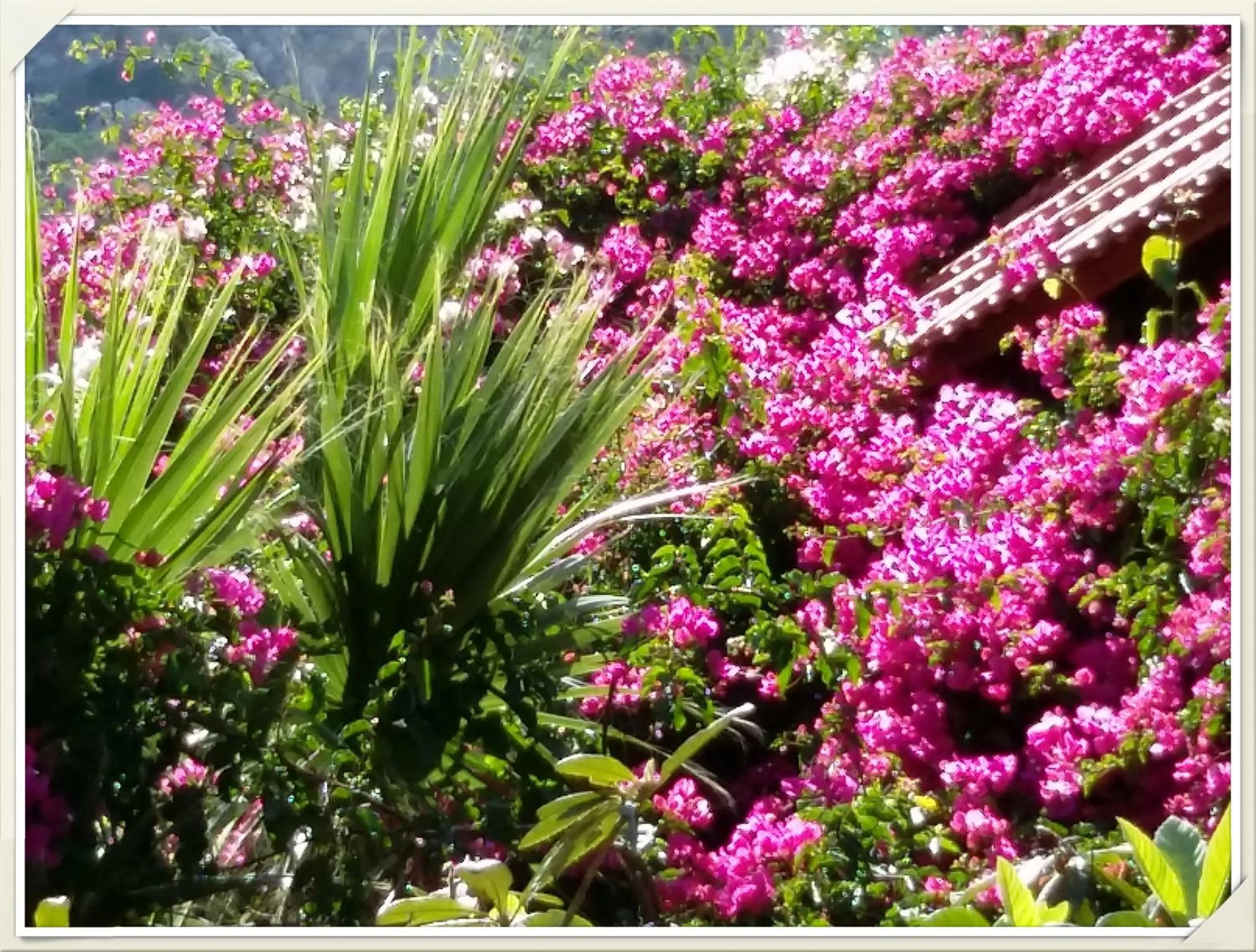 Garden view in Olive tree Cottages