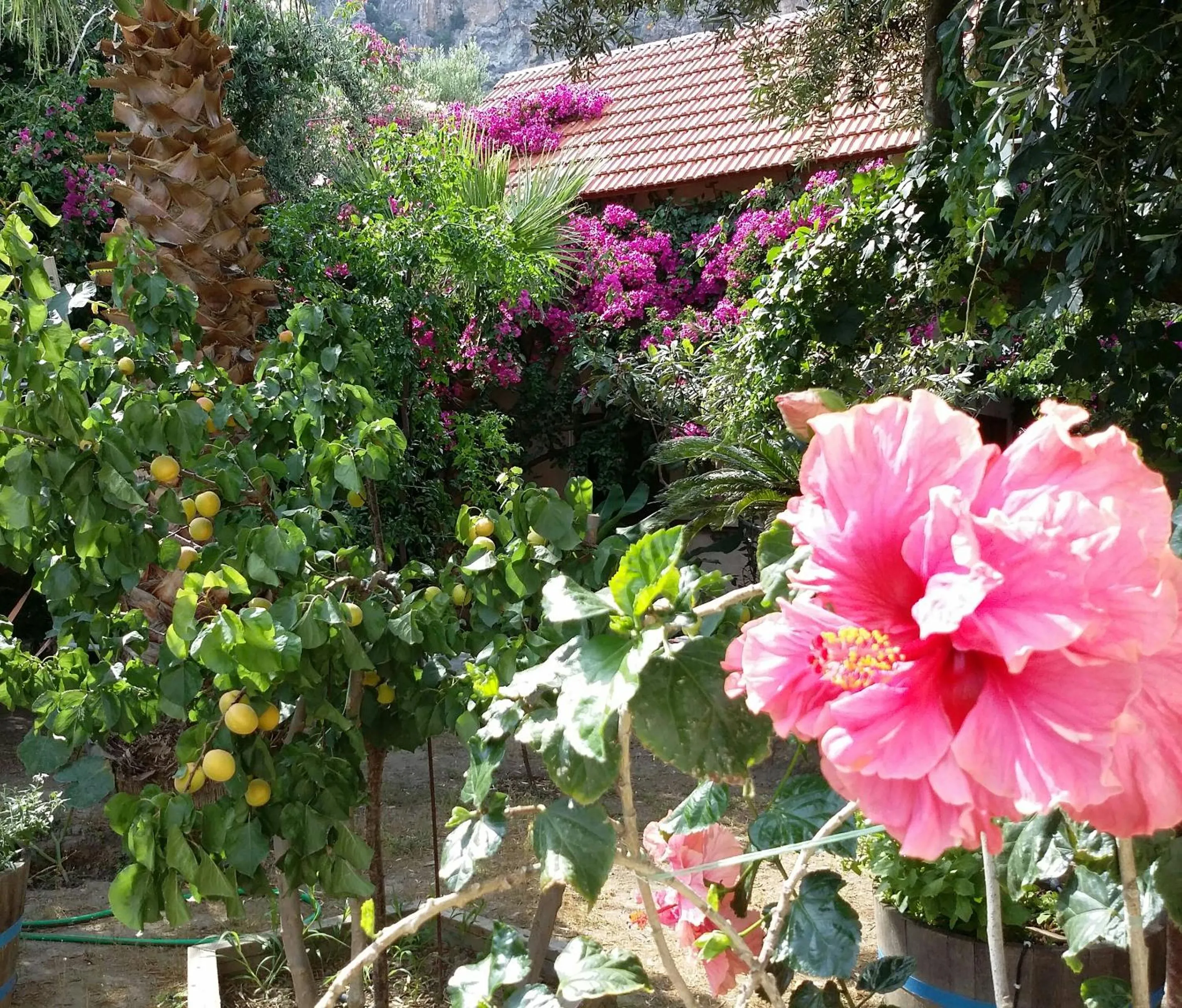 Garden view in Olive tree Cottages