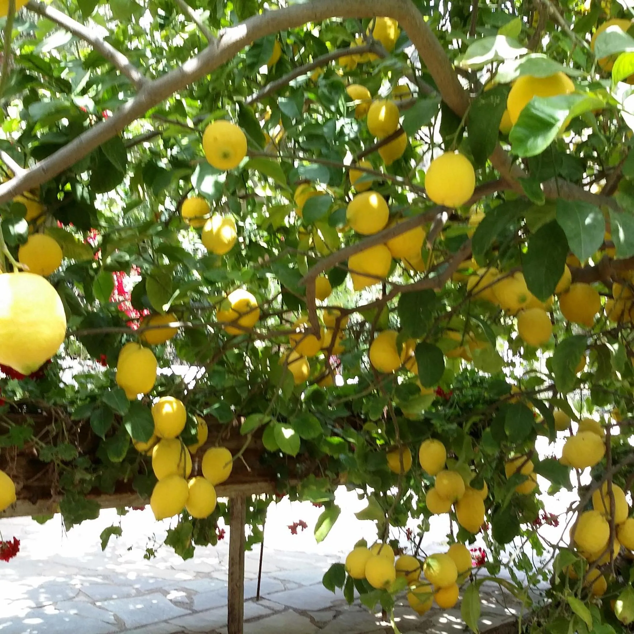 Spring in Olive tree Cottages