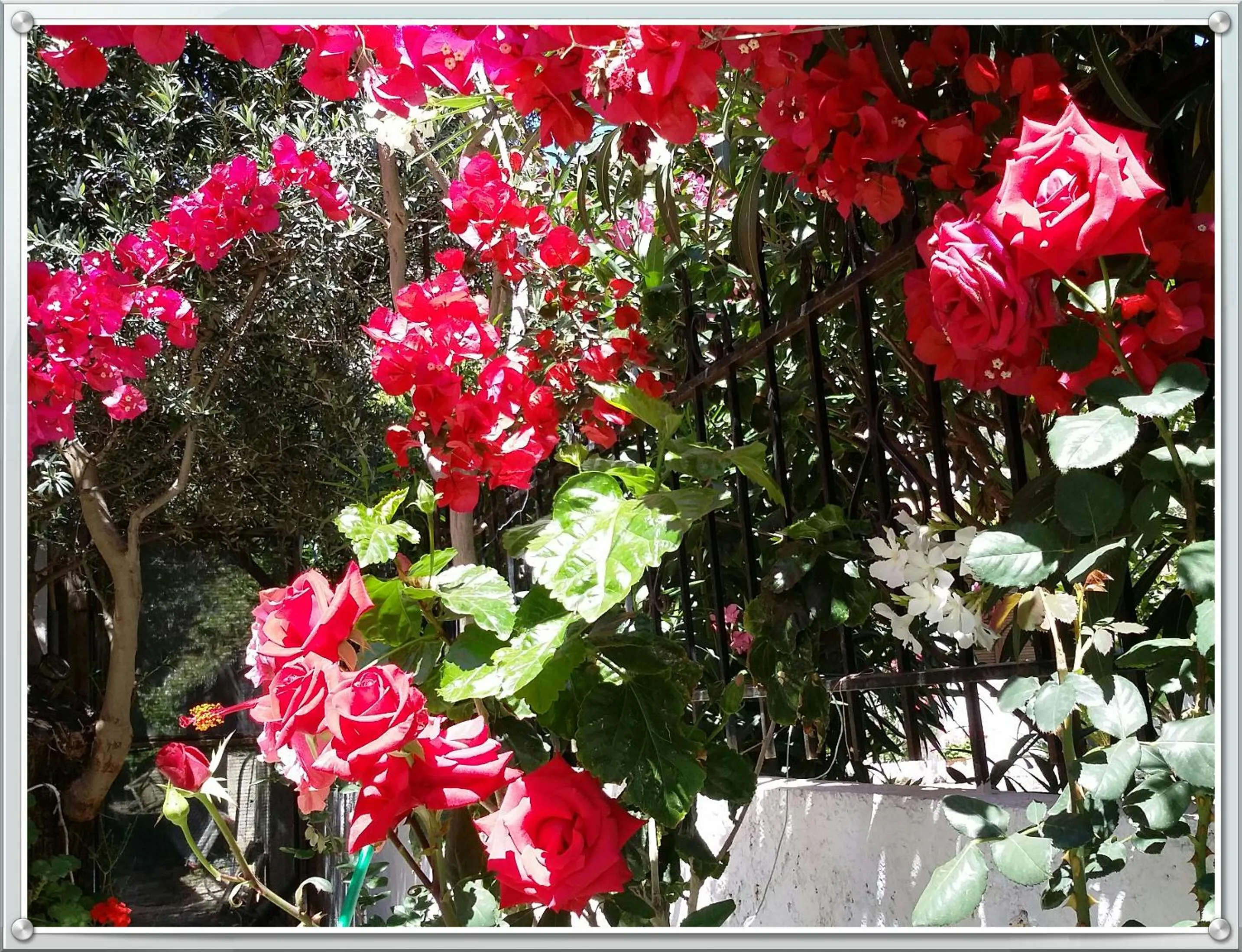 Garden view in Olive tree Cottages