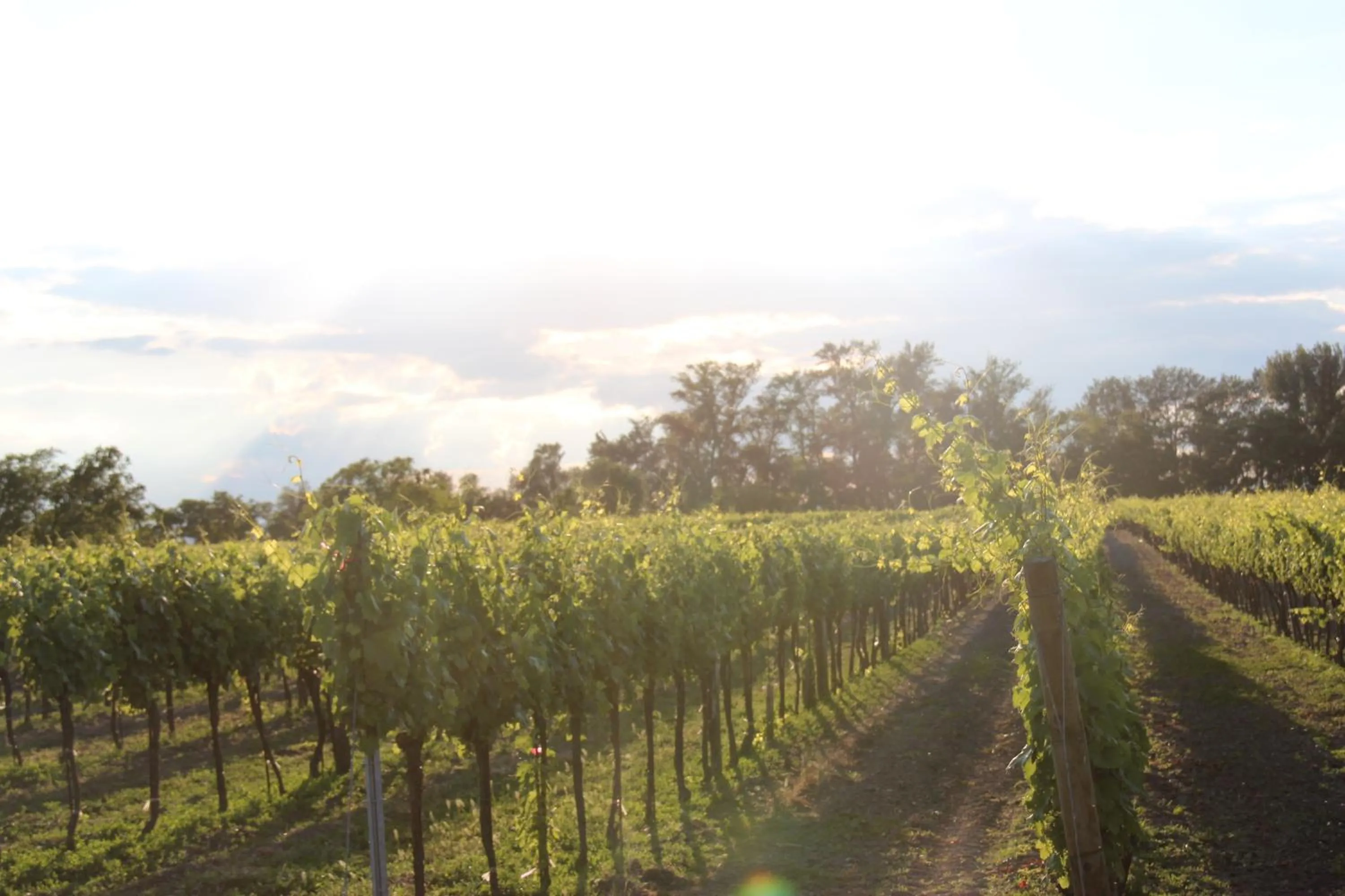 Natural landscape in Haus Renée