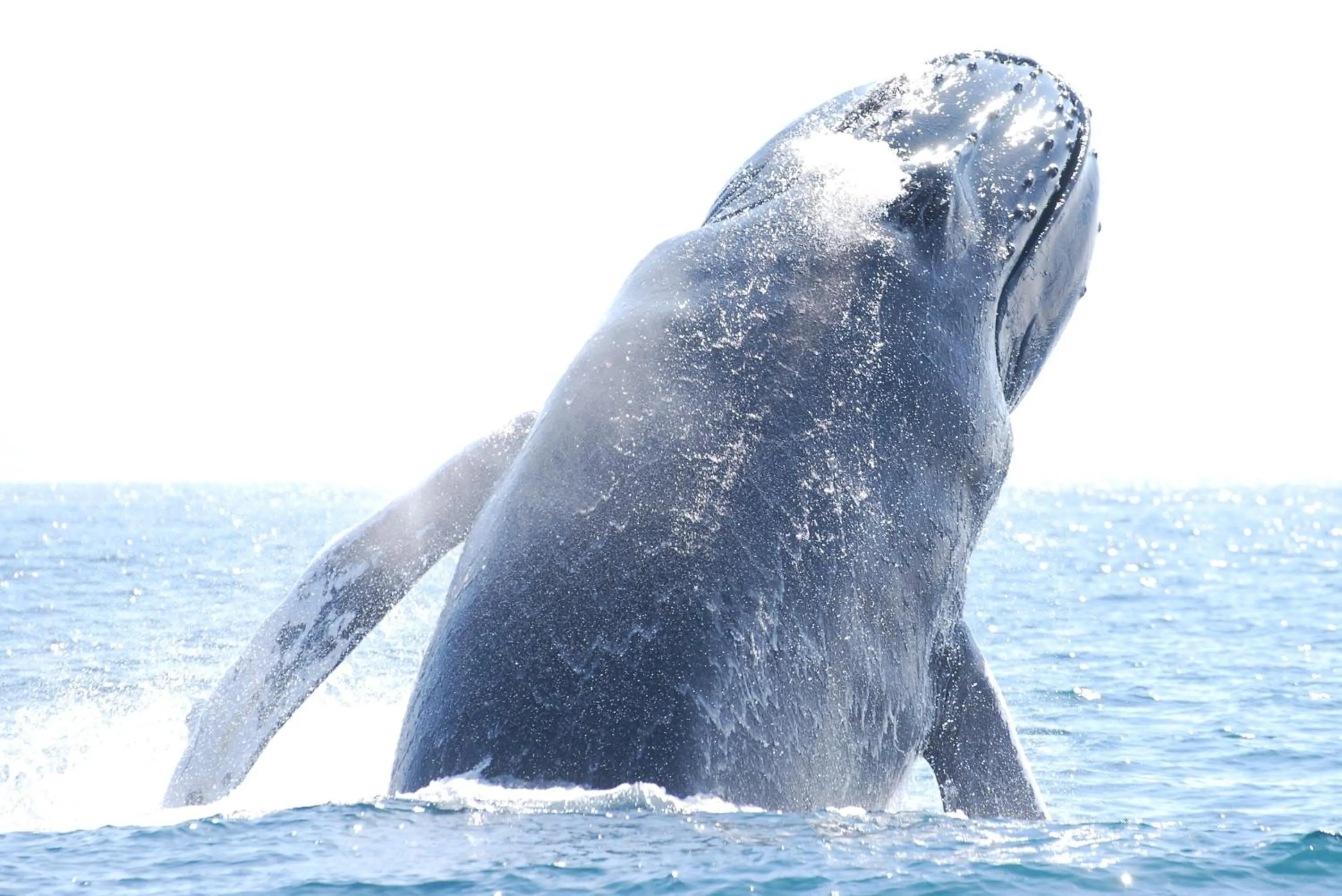 Animals in B&B Art of Germany