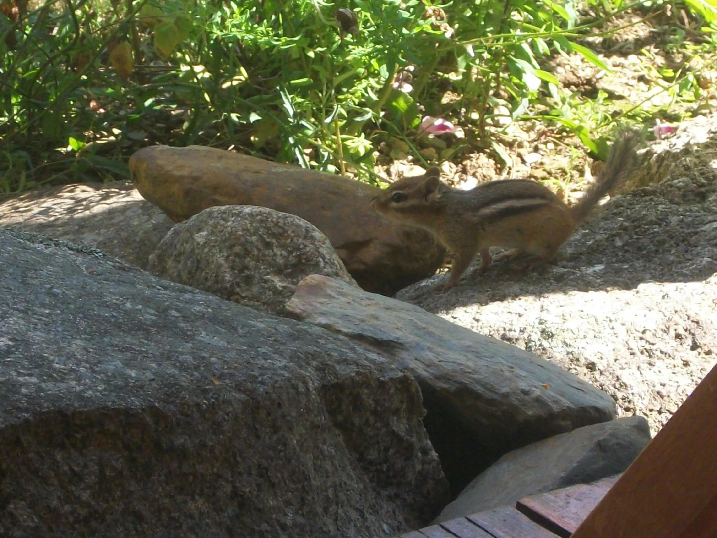 Animals in B&B Art of Germany