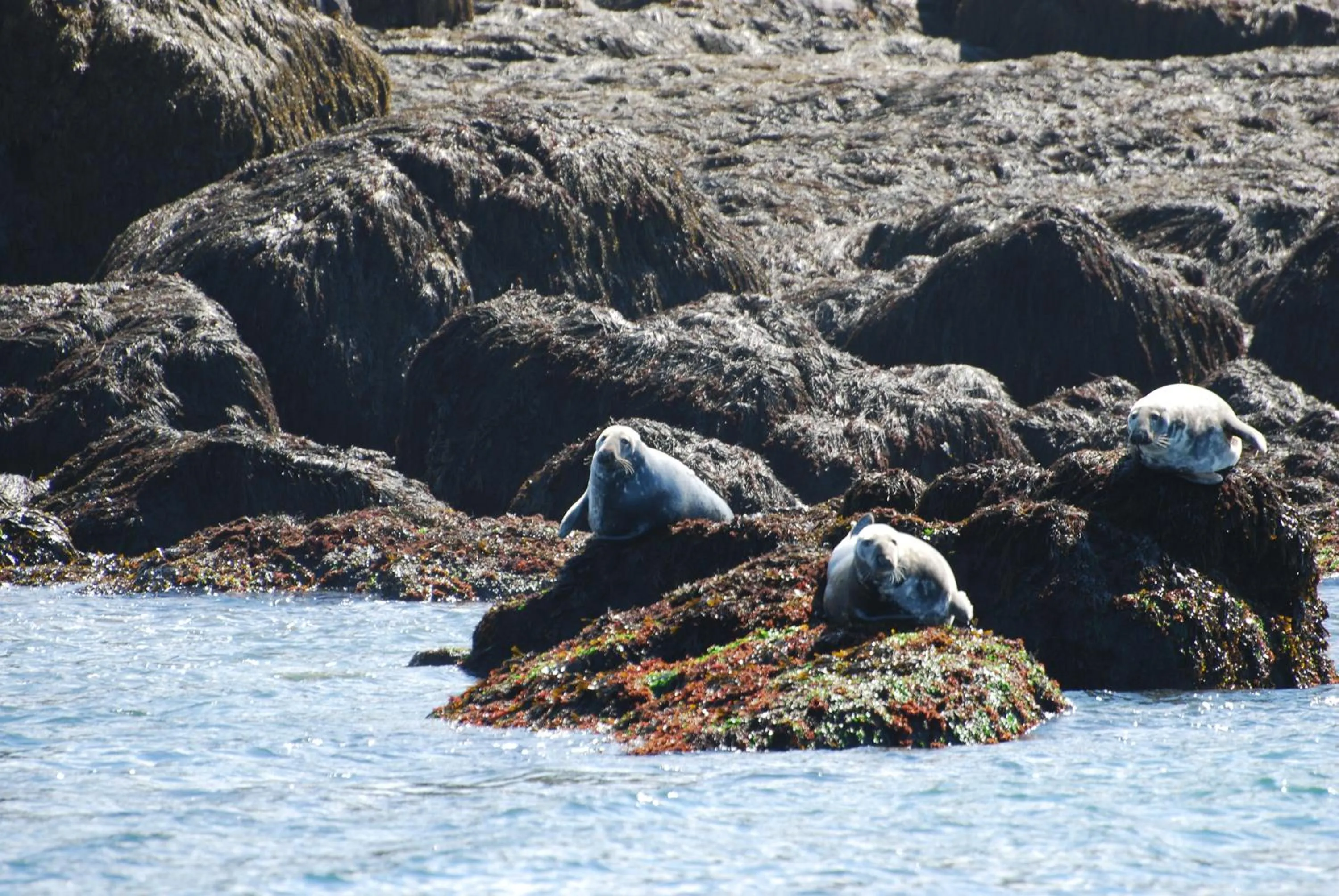Animals in B&B Art of Germany