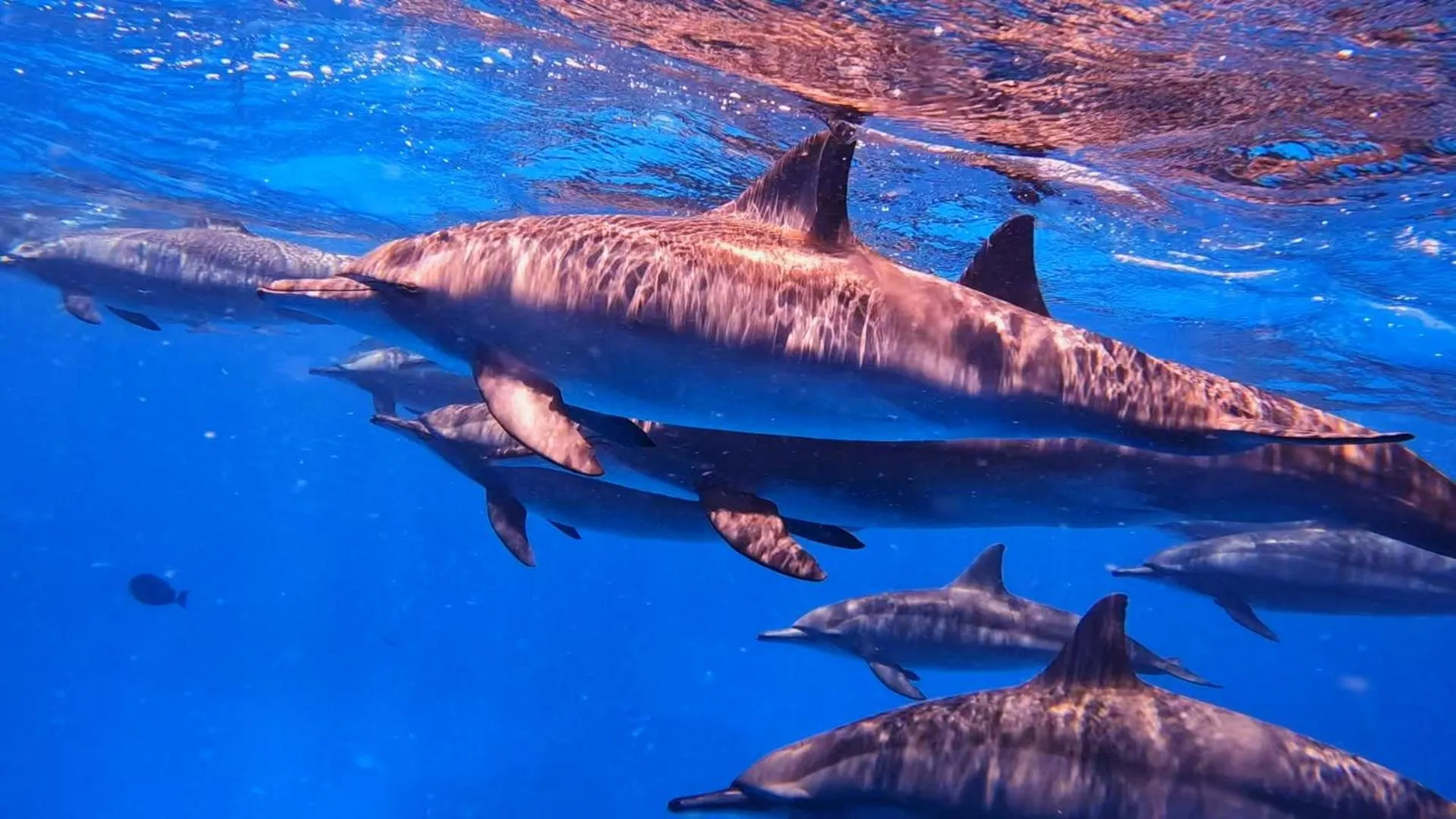 Snorkeling in Star House Hotel