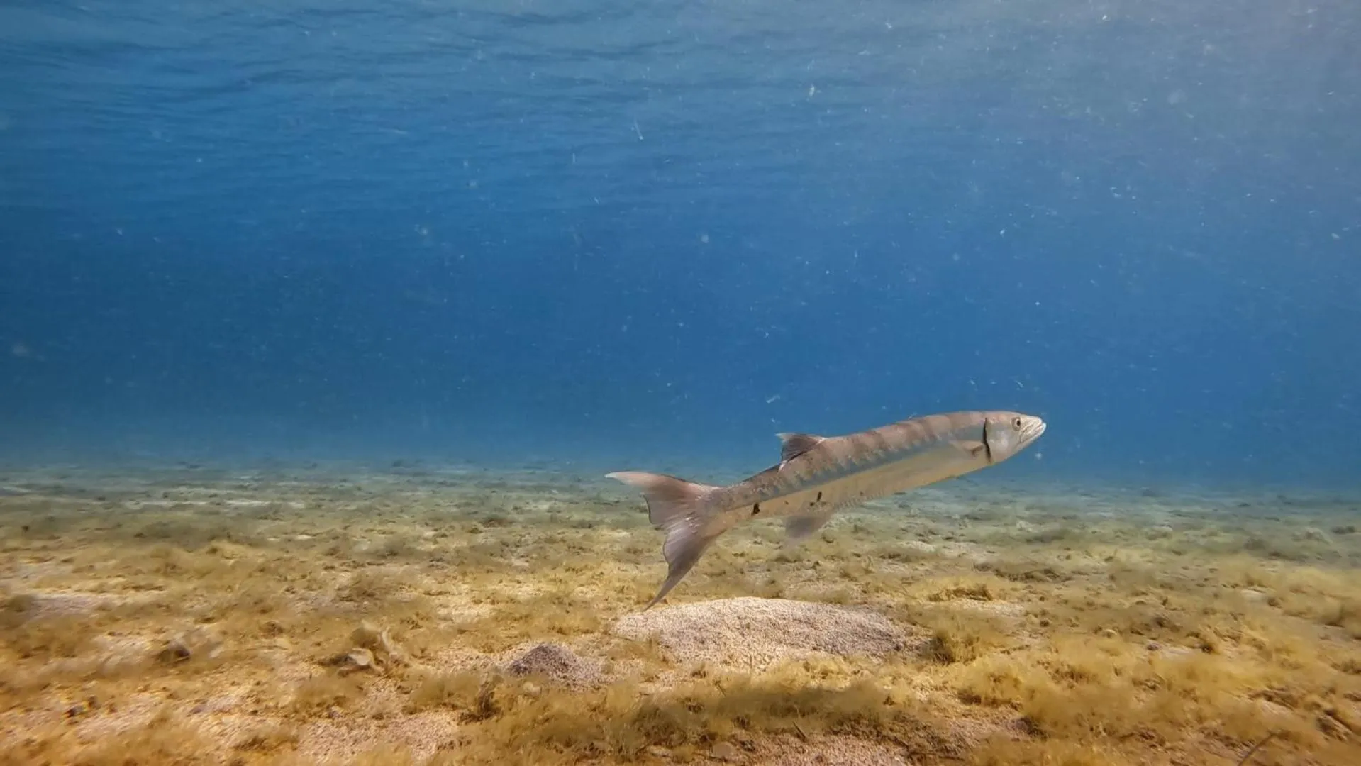 Sports in Star House Hotel