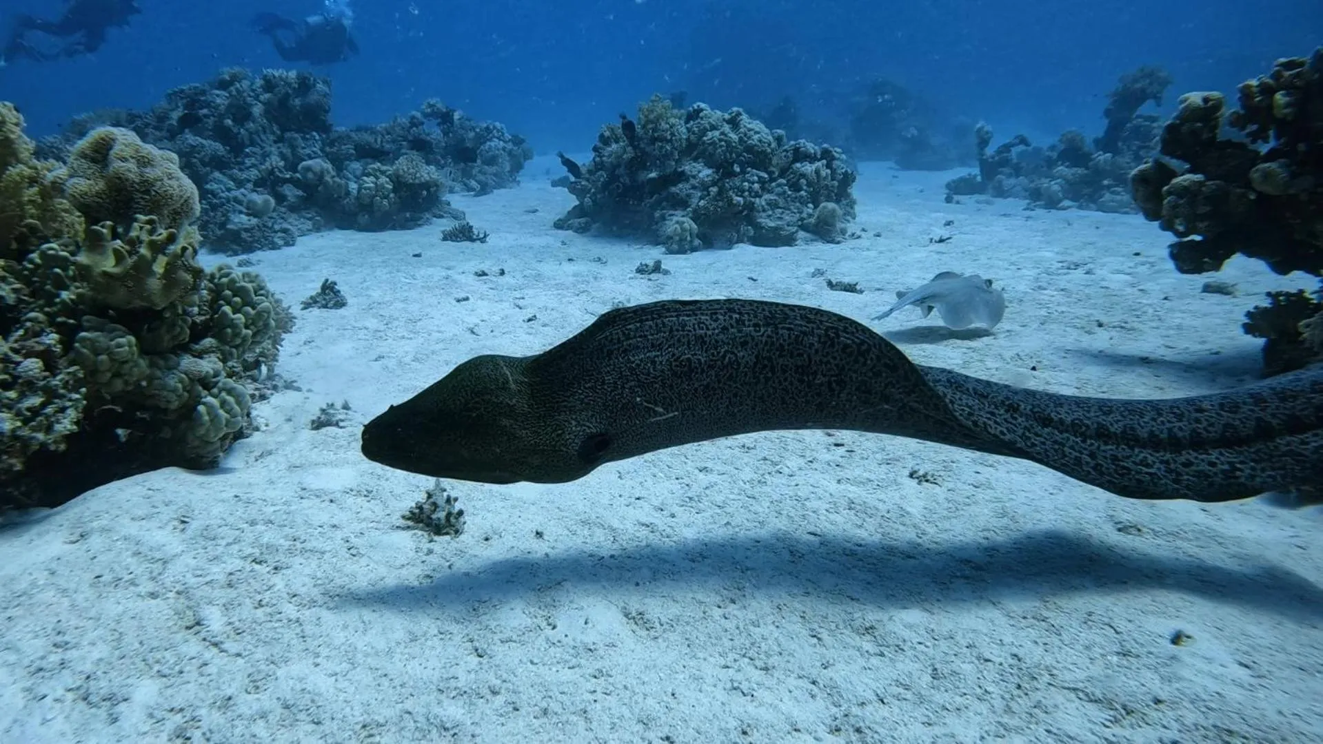 Diving in Star House Hotel