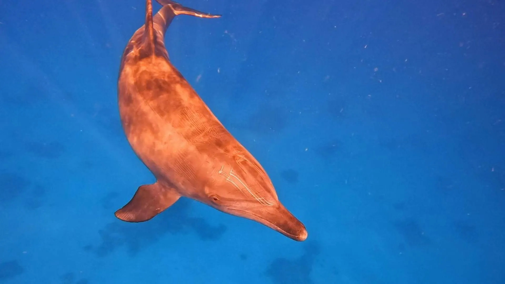 Snorkeling in Star House Hotel