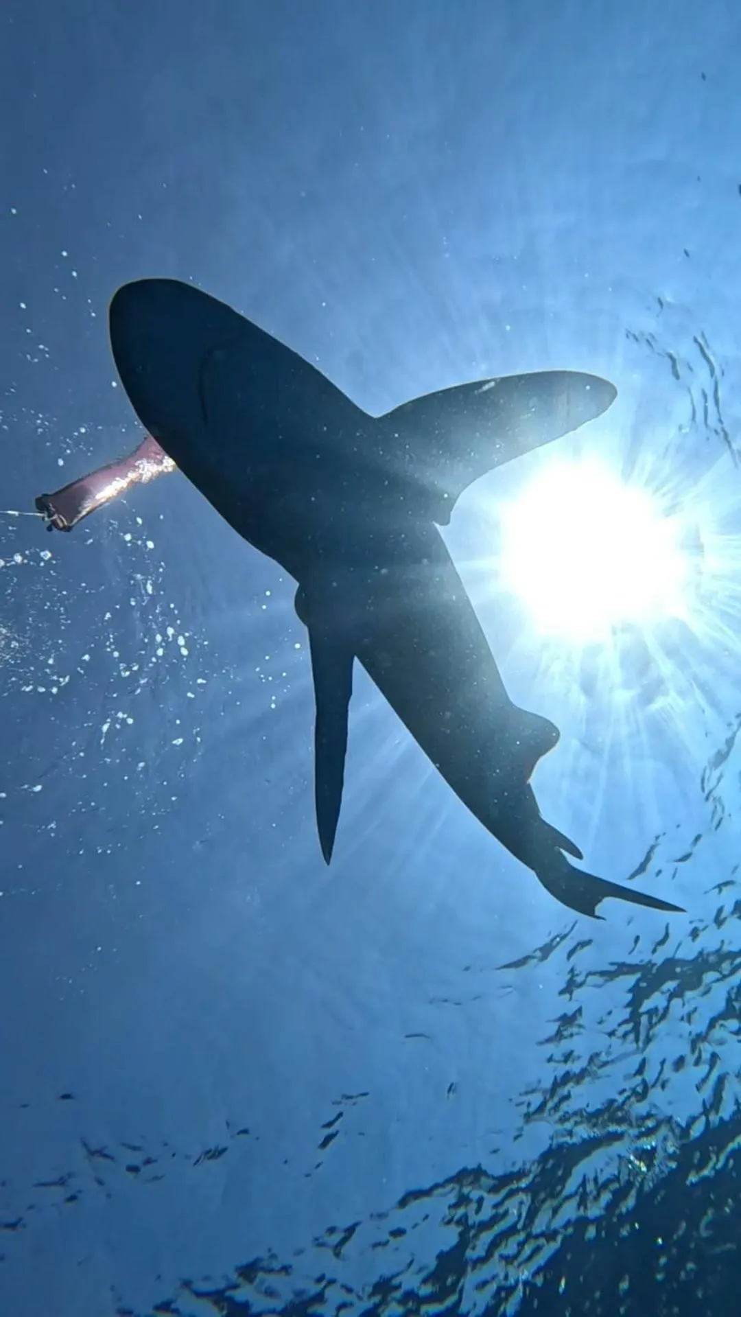 Diving in Star House Hotel