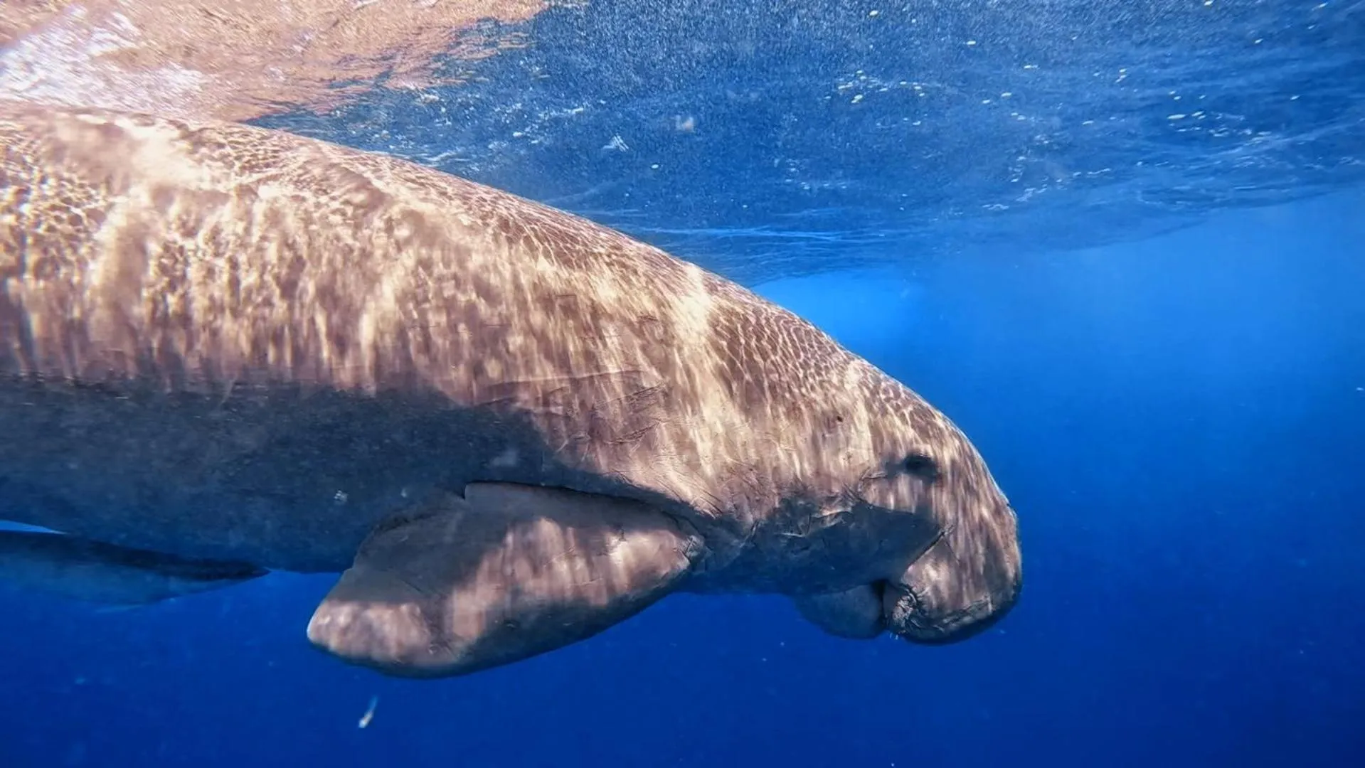 Snorkeling in Star House Hotel