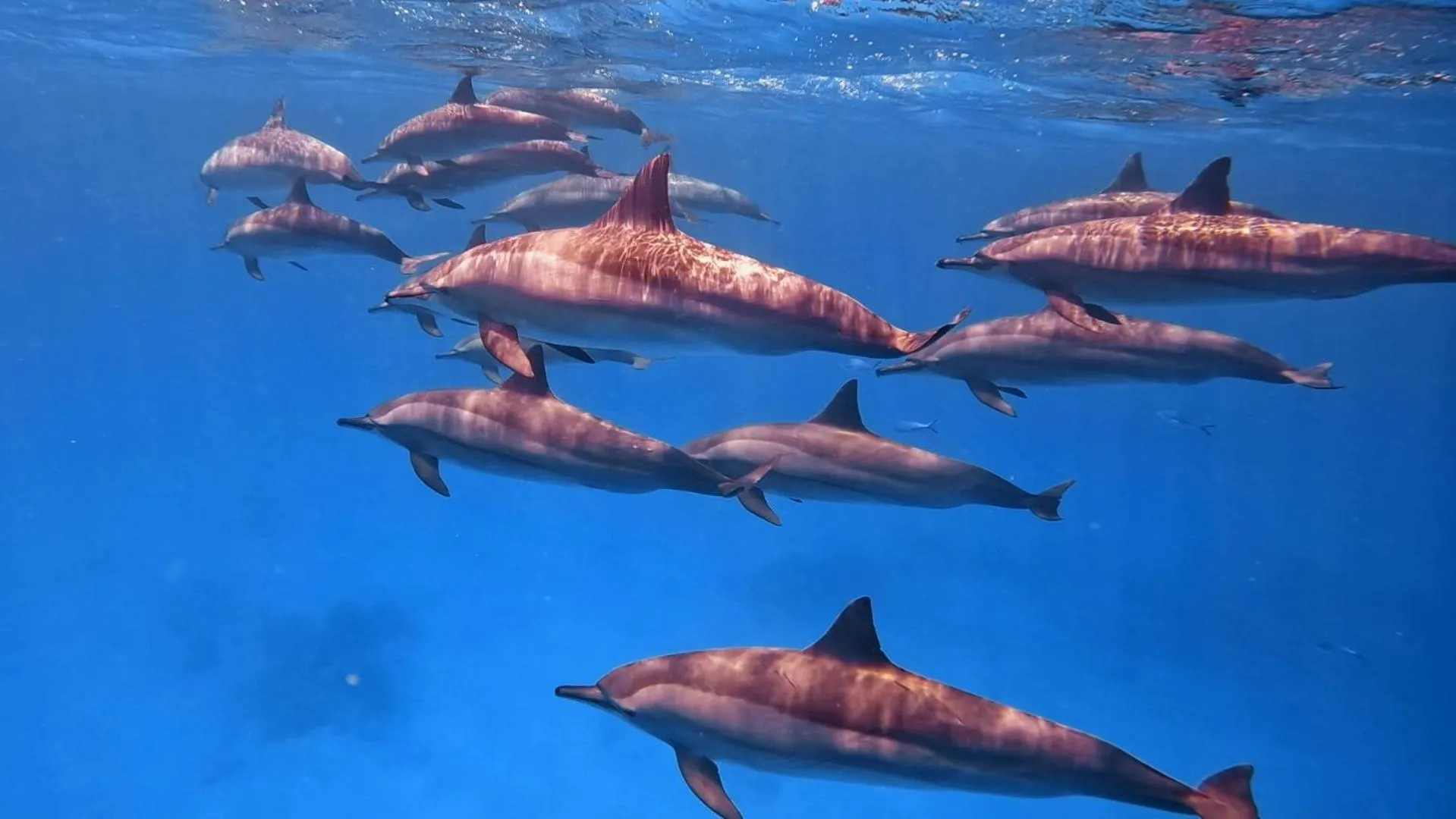 Diving in Star House Hotel