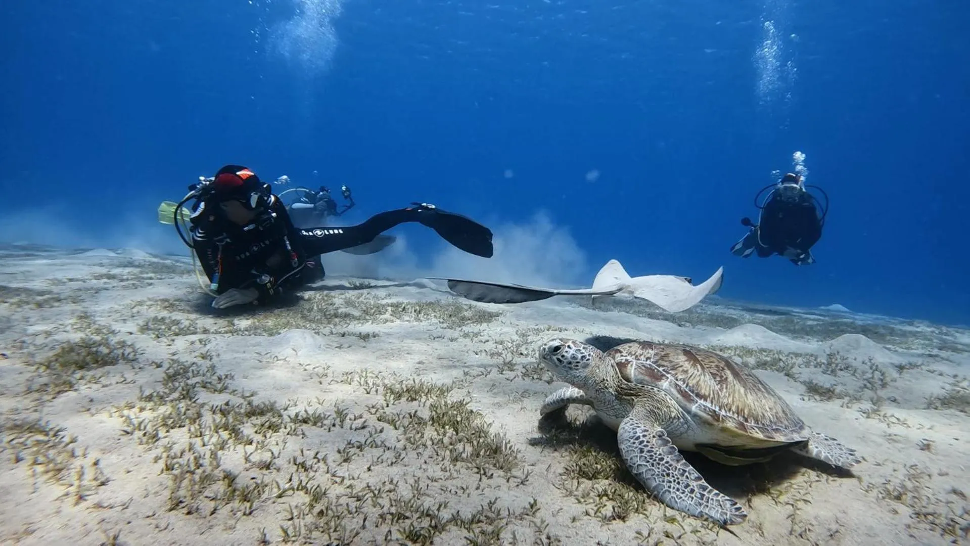 Diving in Star House Hotel