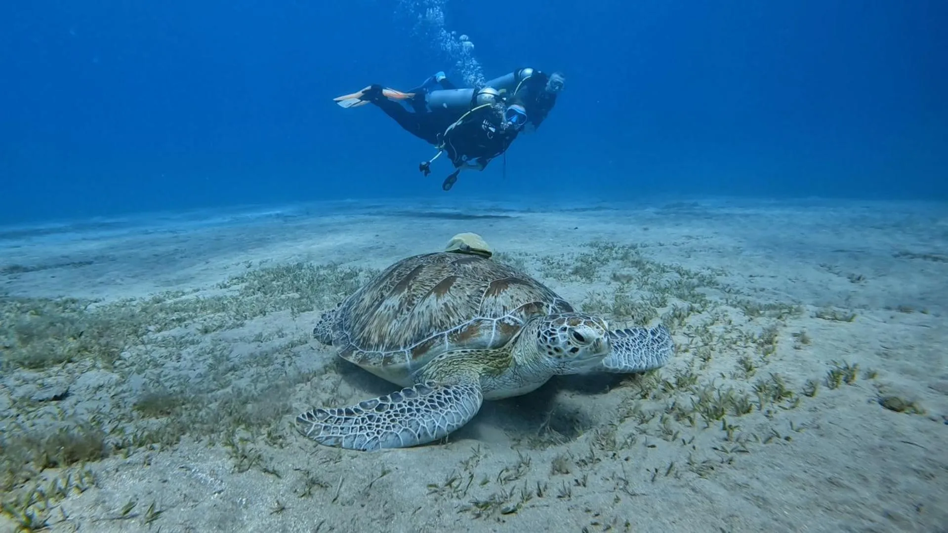 Diving in Star House Hotel
