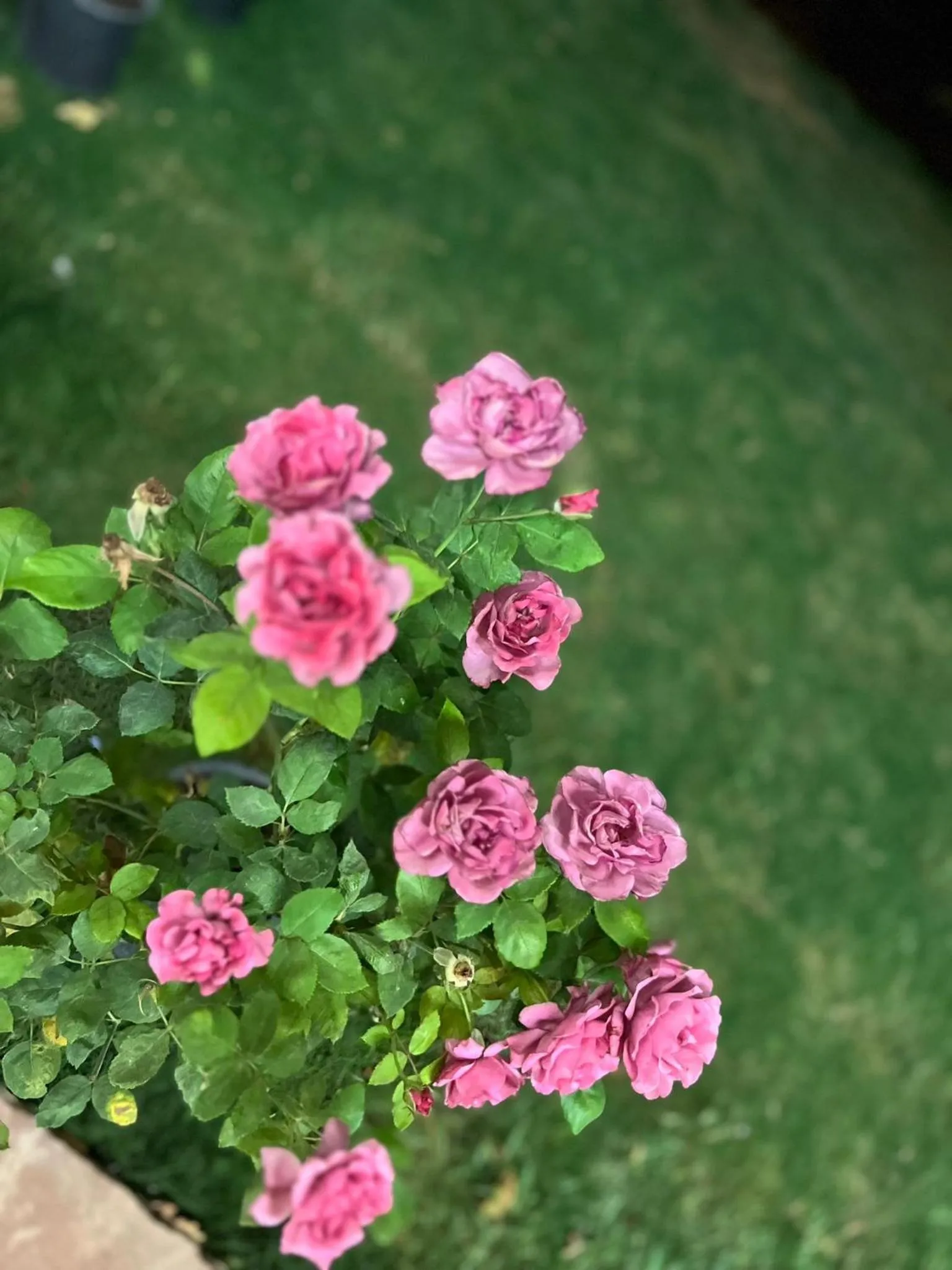 Garden view in Asimado Hotel