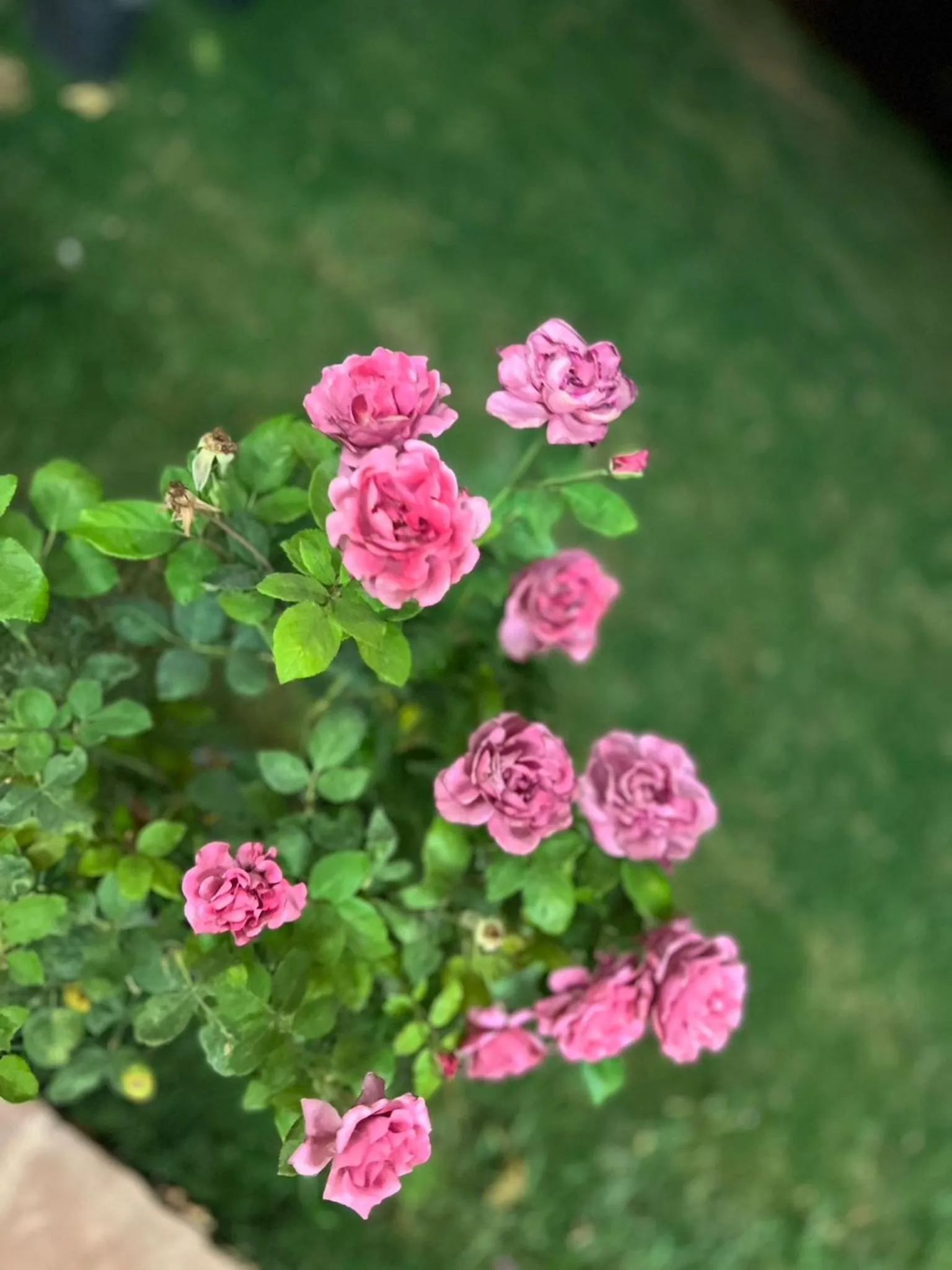 Spring in Asimado Hotel