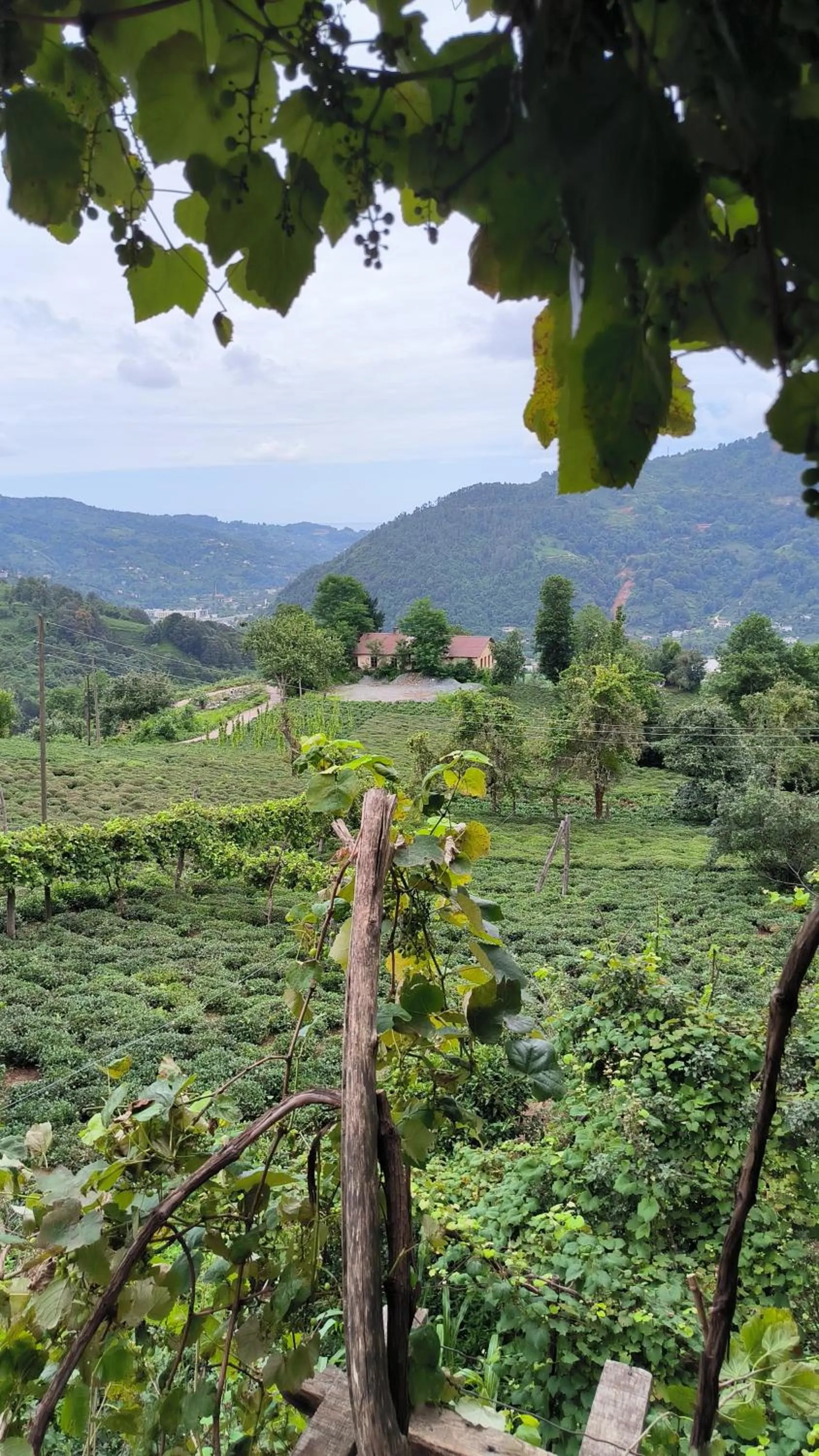 Natural landscape in Neyla Suit Bungalow