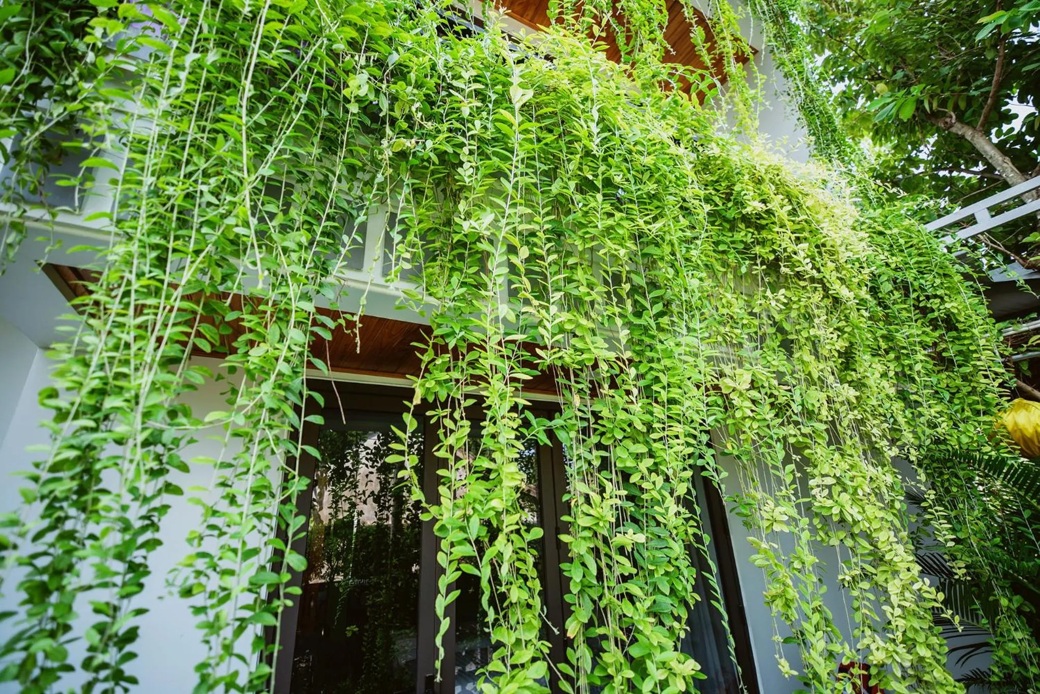 Bird's eye view in Tue Tam Garden Villa