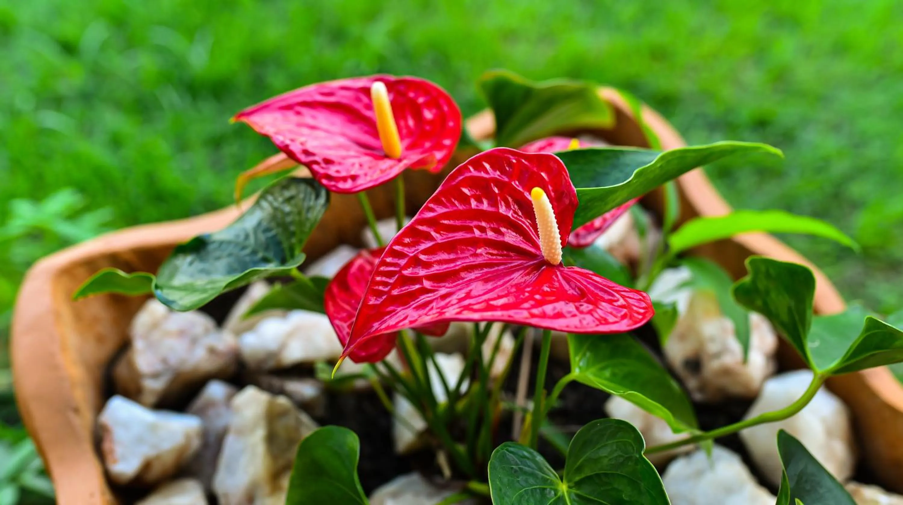 Spring in Pousada Marceneiro