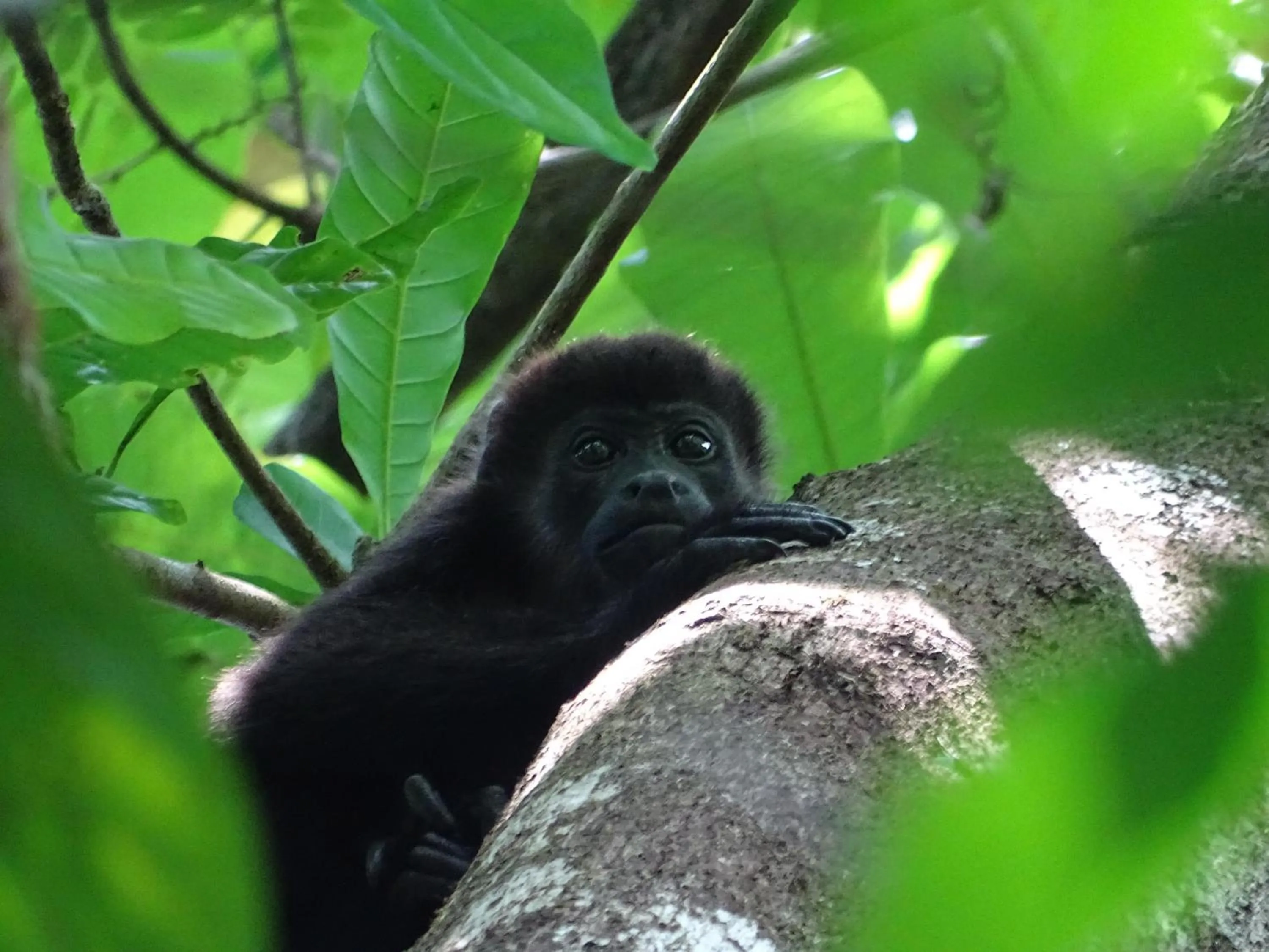 Animals in Punta Duarte Garden Inn