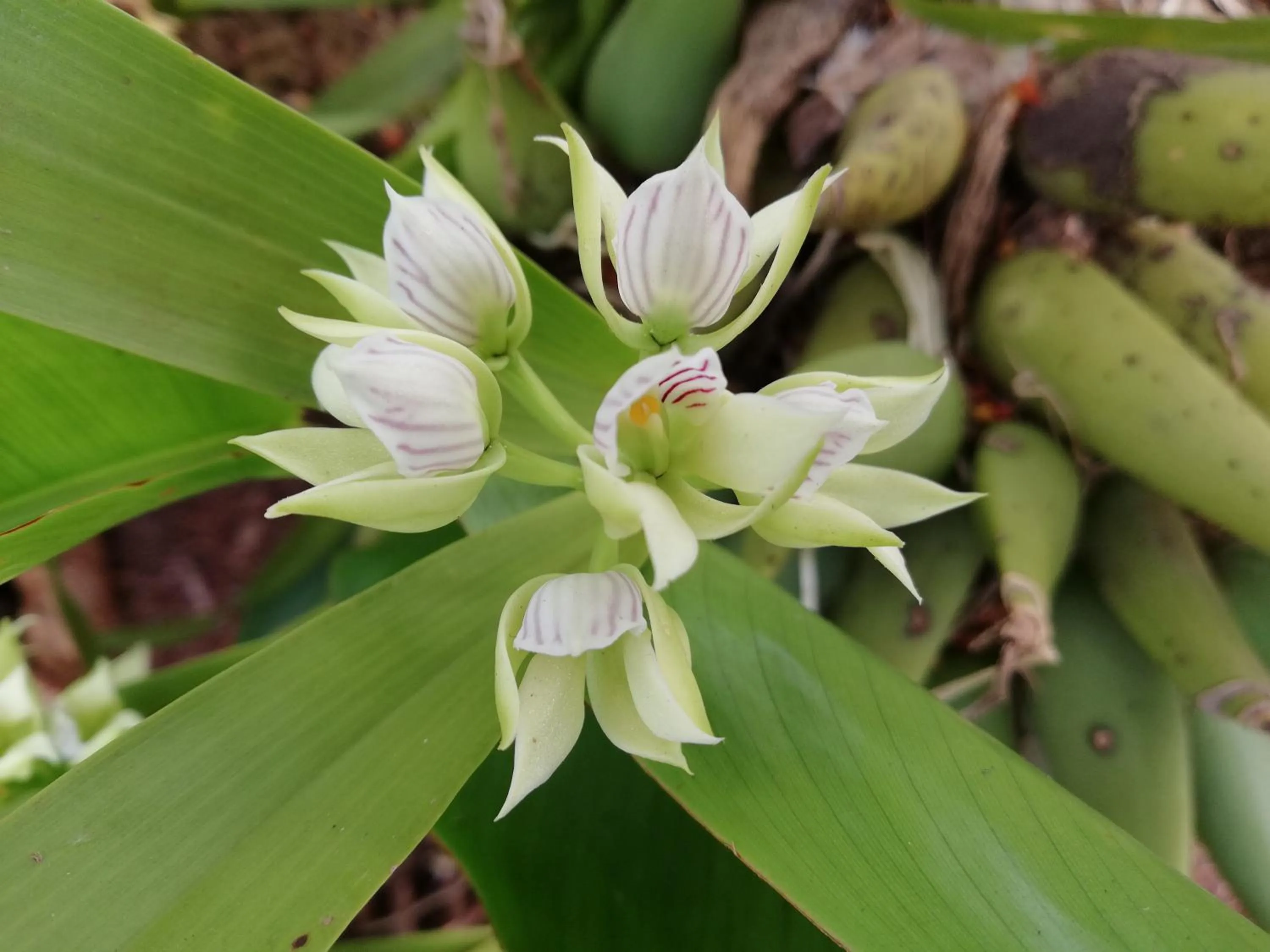 Garden in Punta Duarte Garden Inn