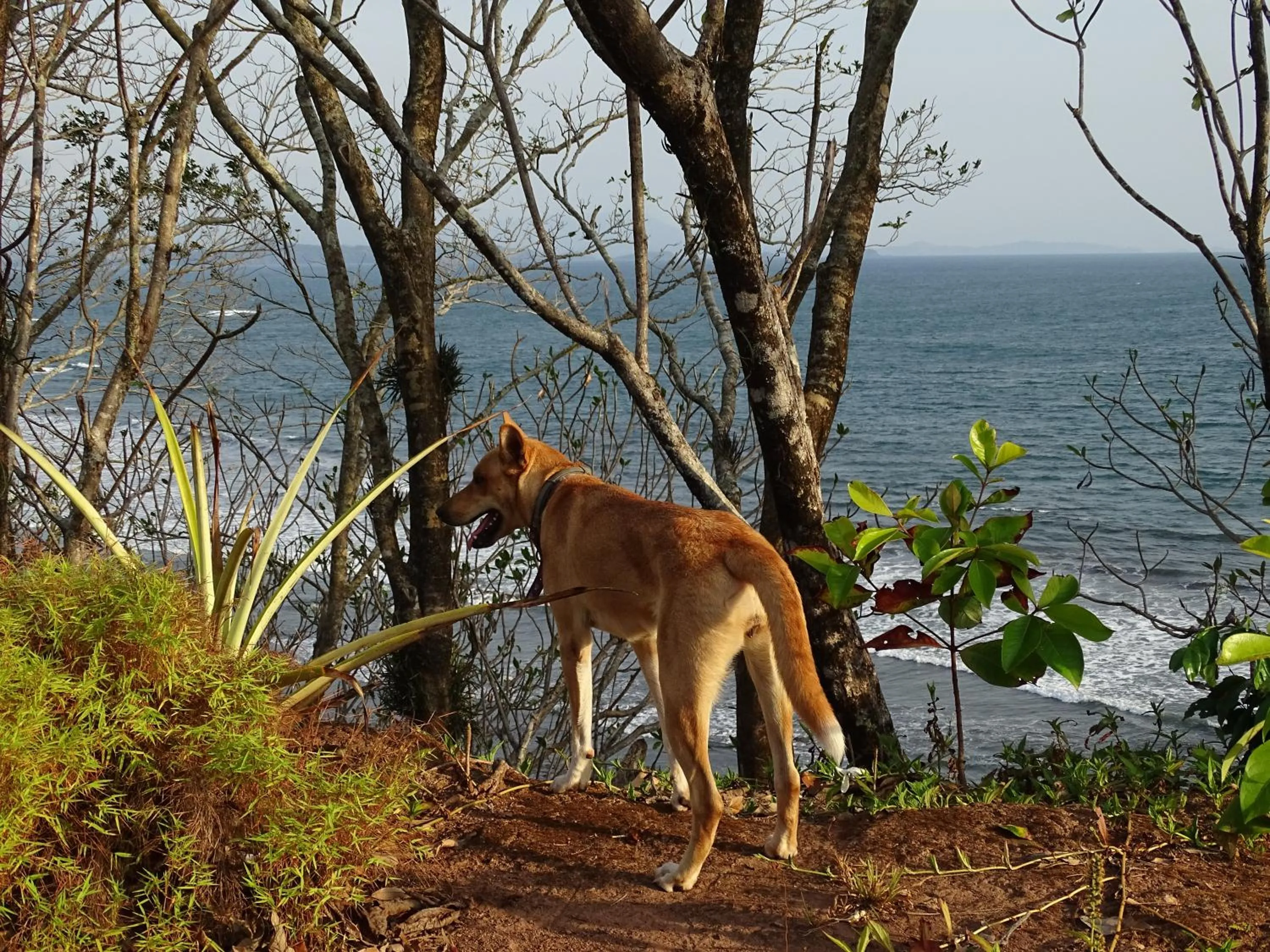 Pets in Punta Duarte Garden Inn