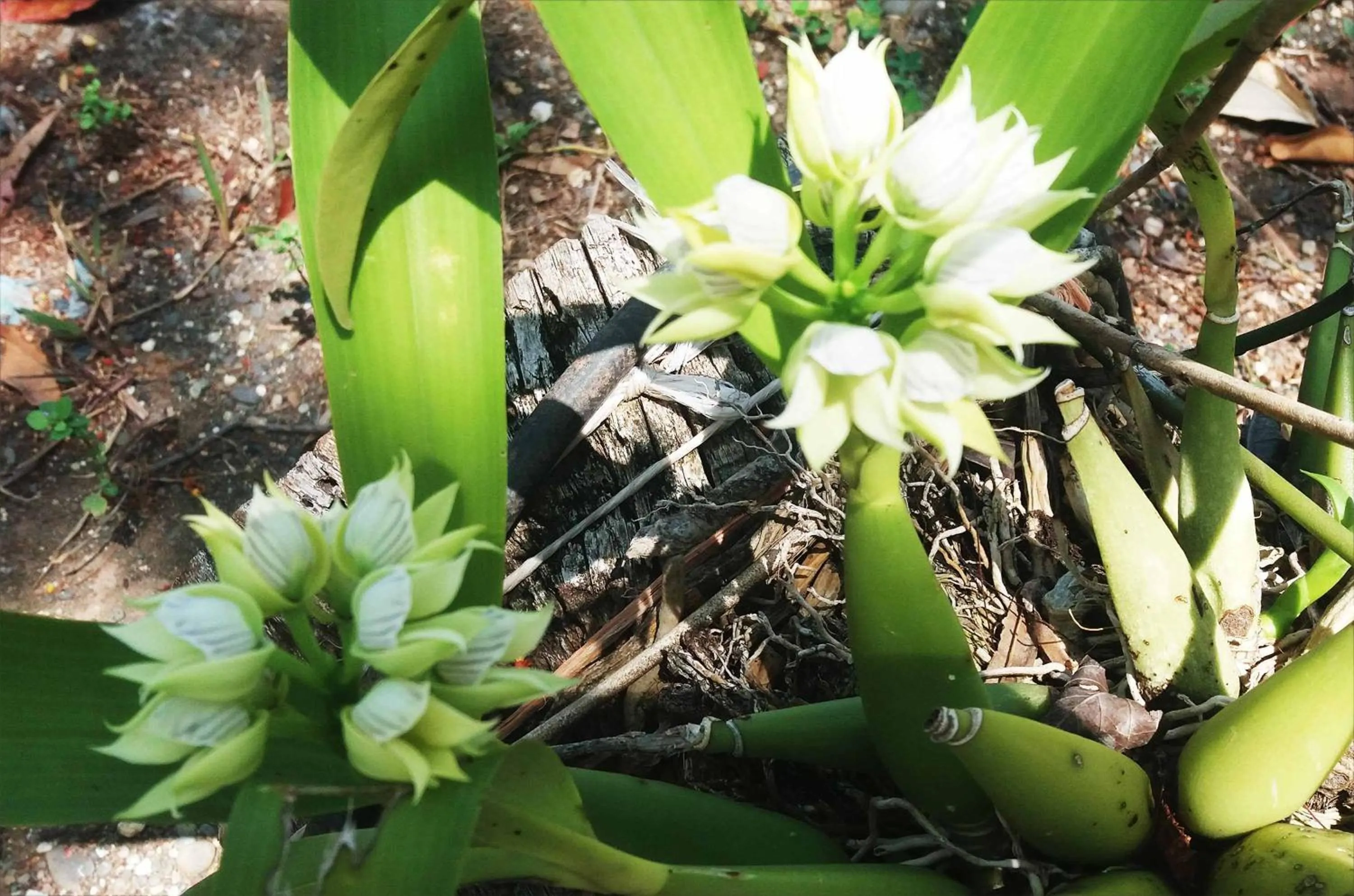 Garden in Punta Duarte Garden Inn