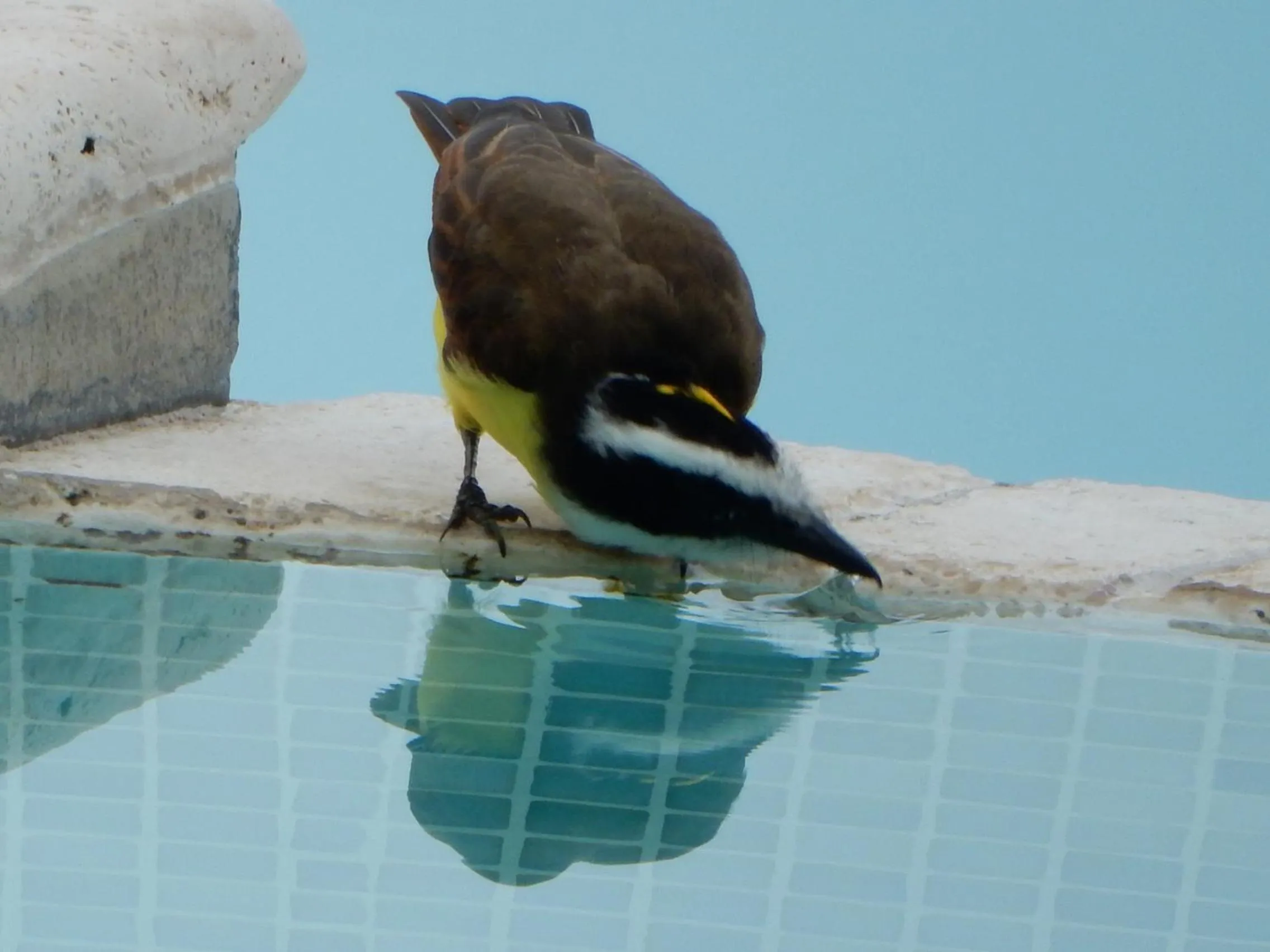 Garden in Punta Duarte Garden Inn