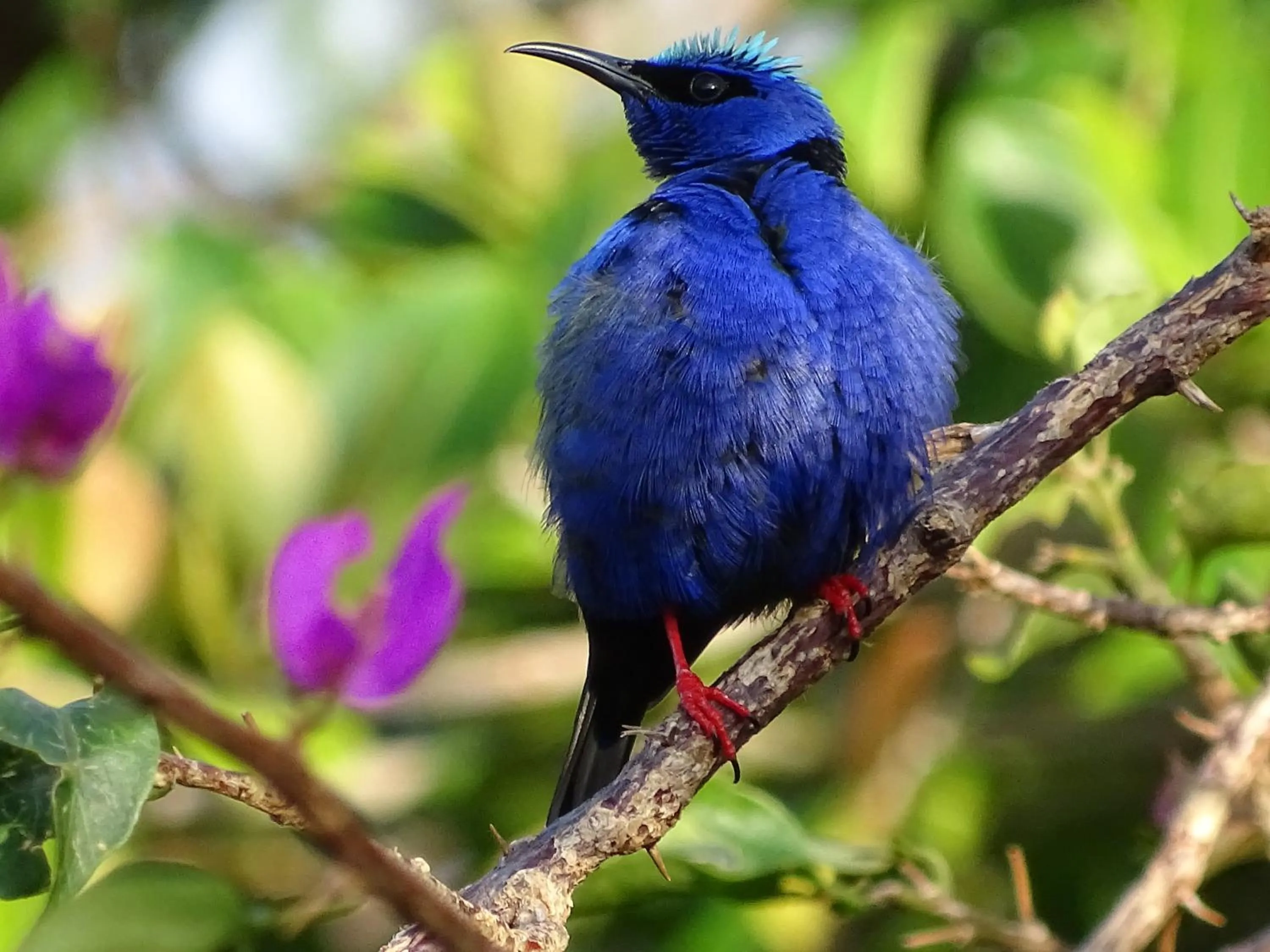 Garden in Punta Duarte Garden Inn