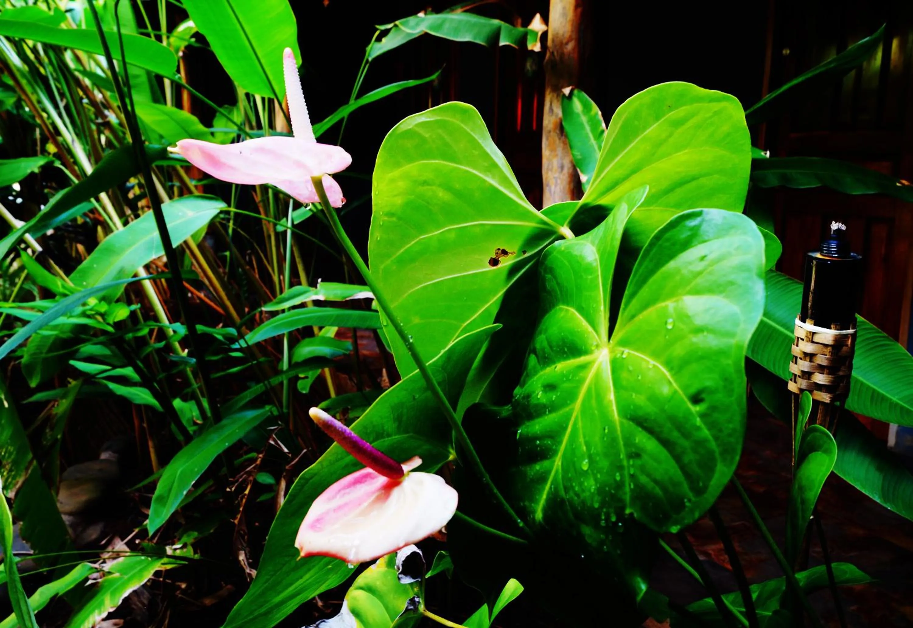 Garden in Punta Duarte Garden Inn