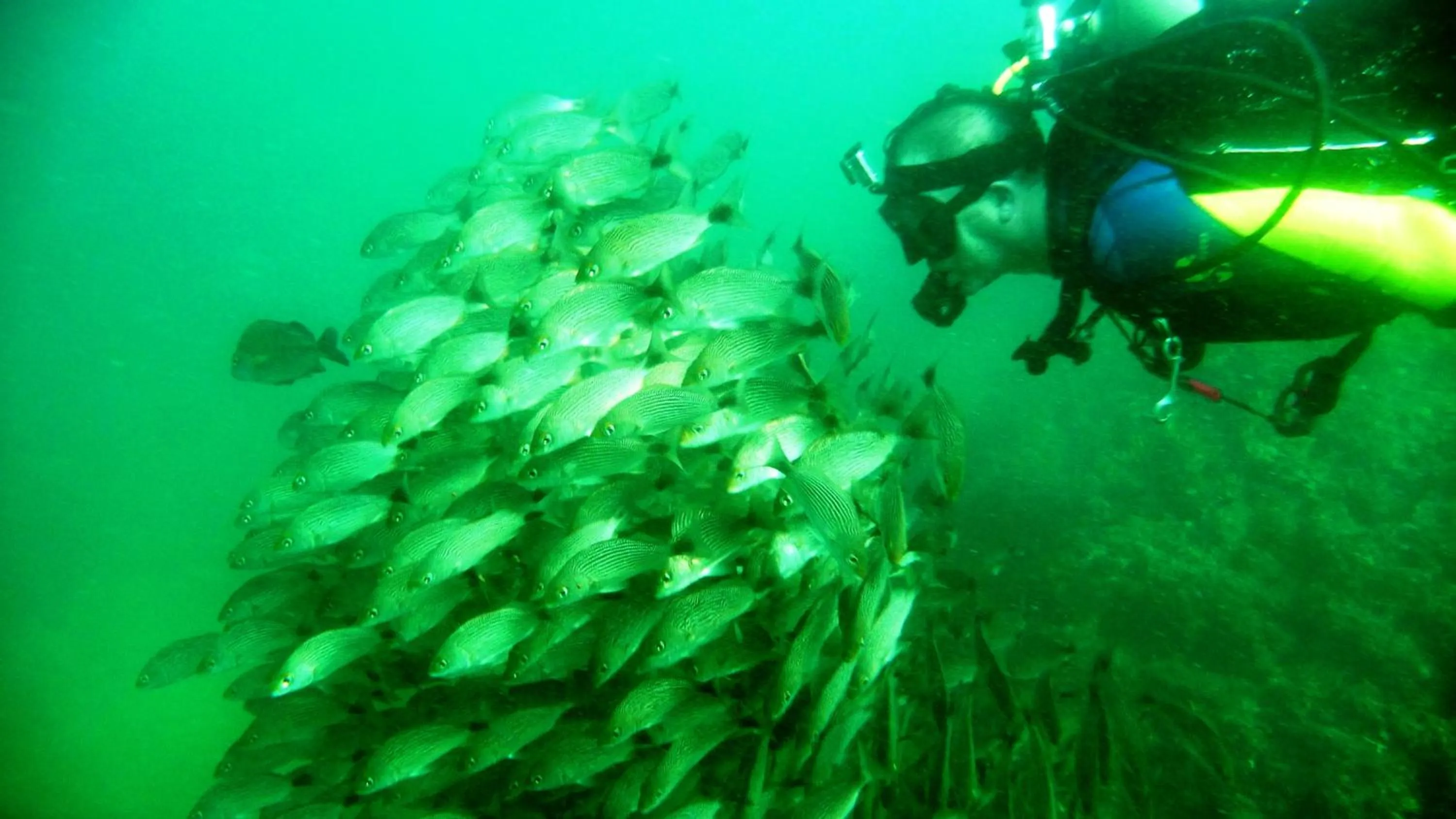 Diving in Hotel M&M Beach House