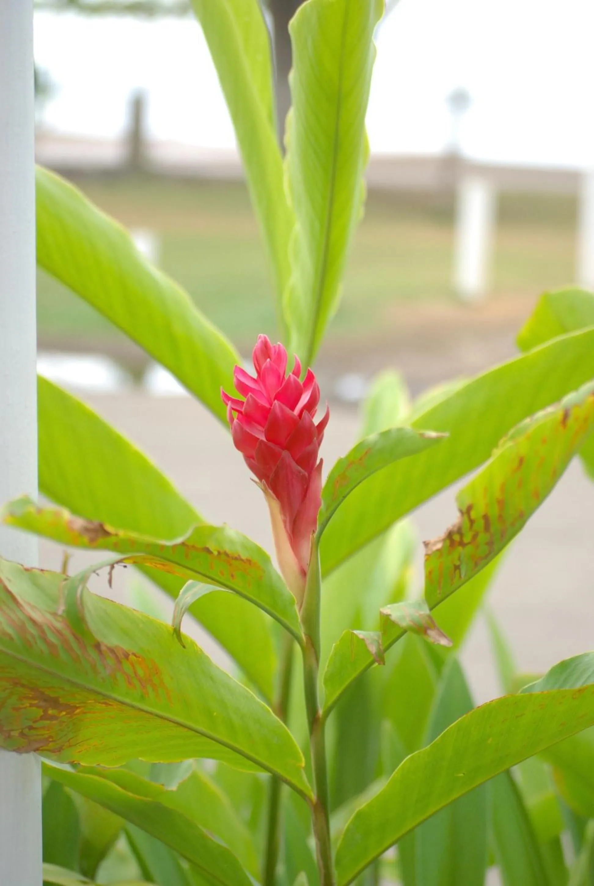 Animals in Hotel M&M Beach House