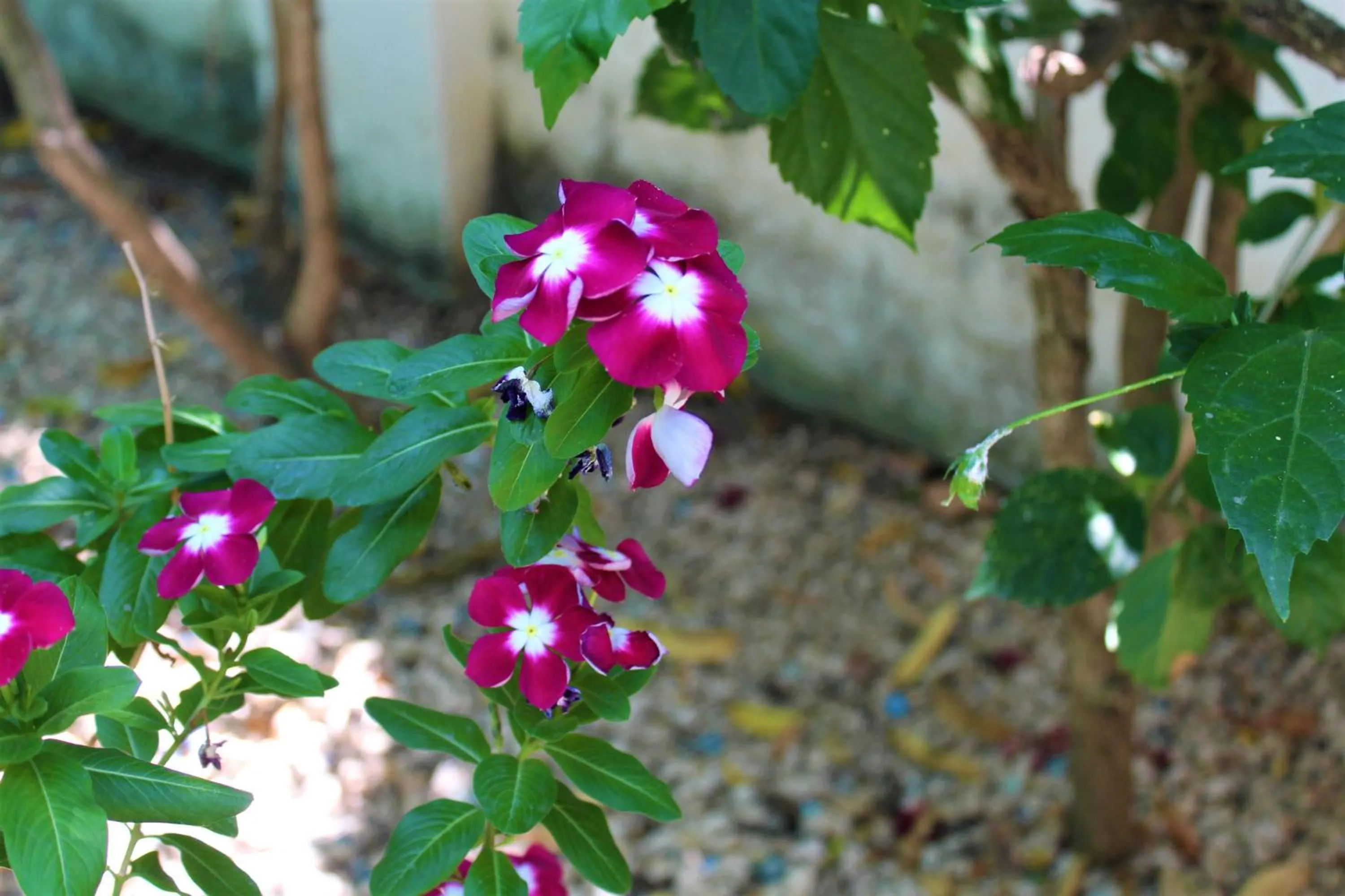 Garden in Toro Blanco