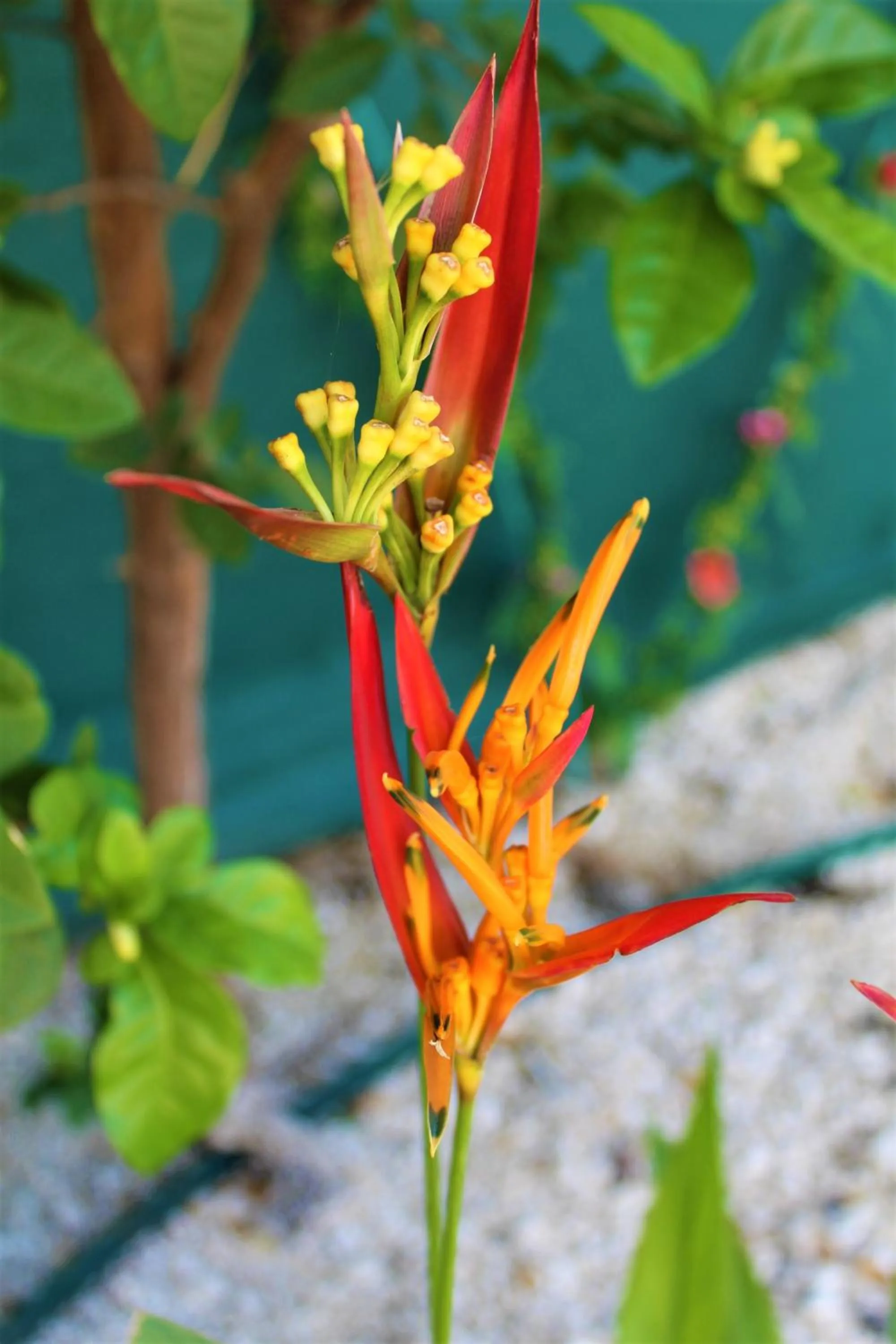 Garden in Toro Blanco