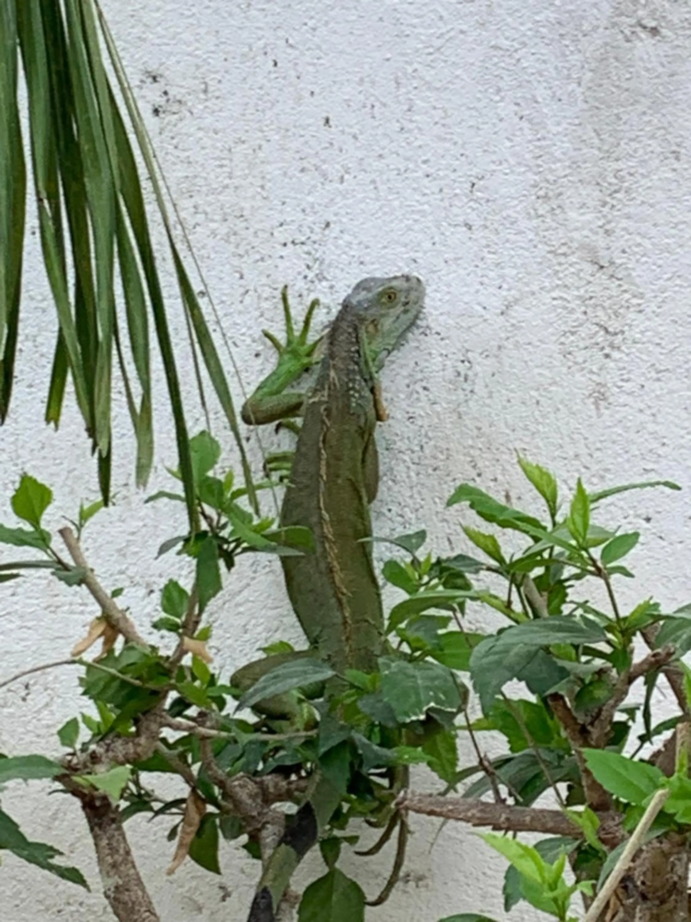 Property building in Toro Blanco