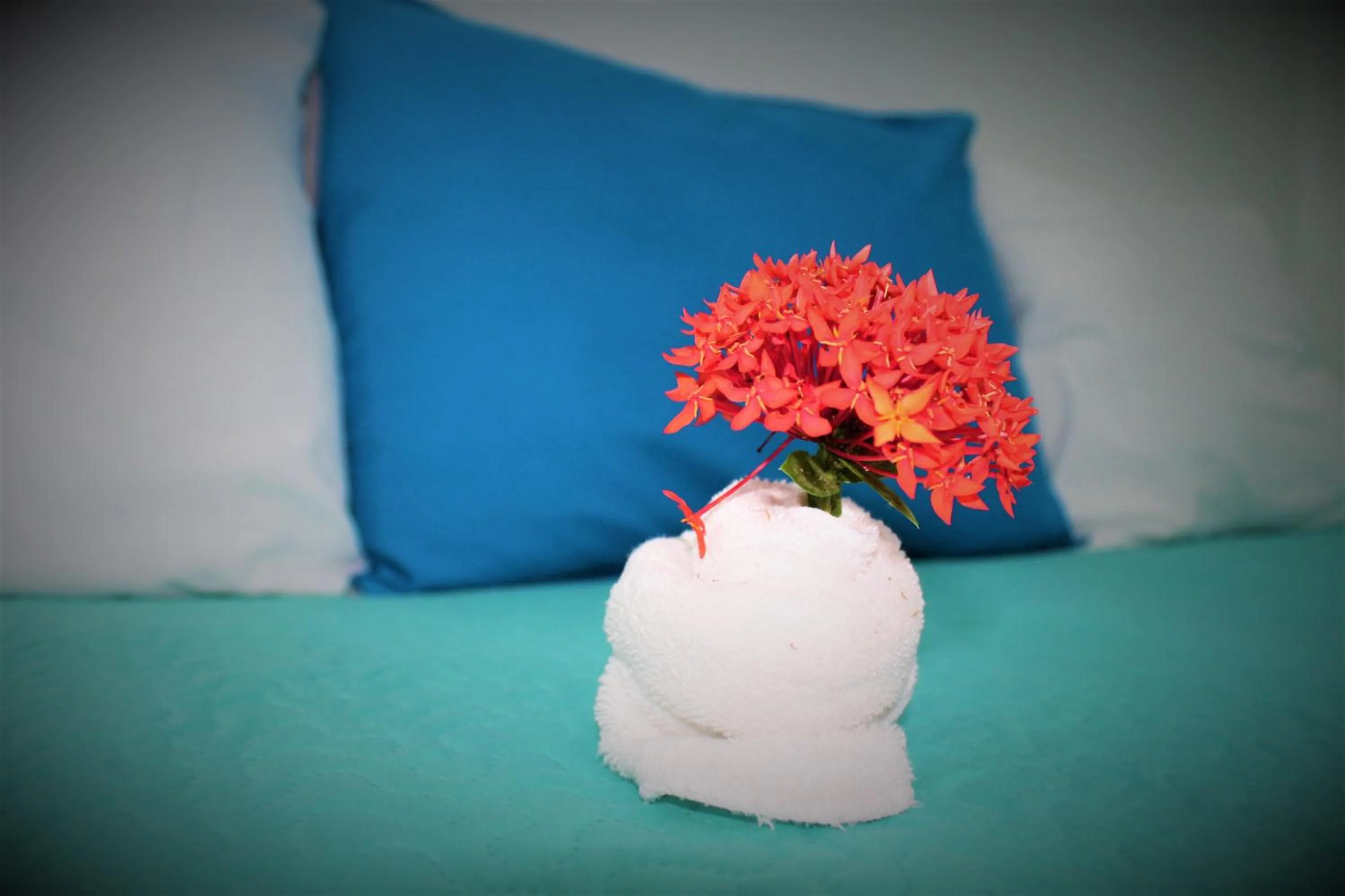 Garden, Bed in Toro Blanco