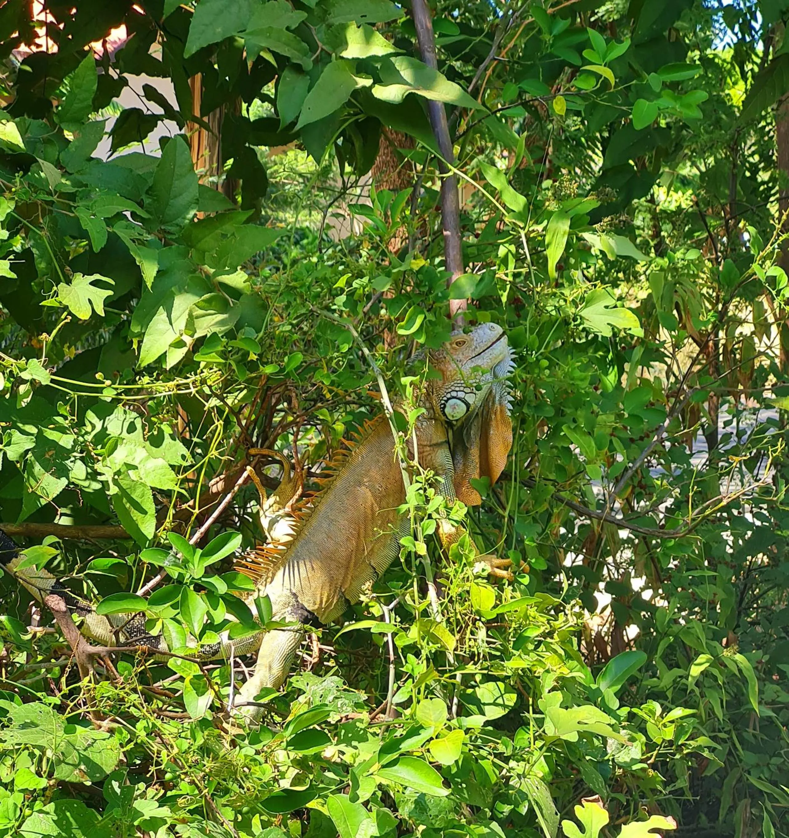 Patio in Toro Blanco