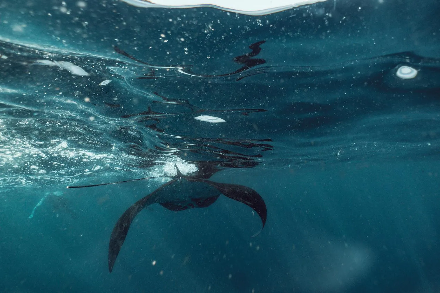 Snorkeling in Seven Angels Villa and Hostel