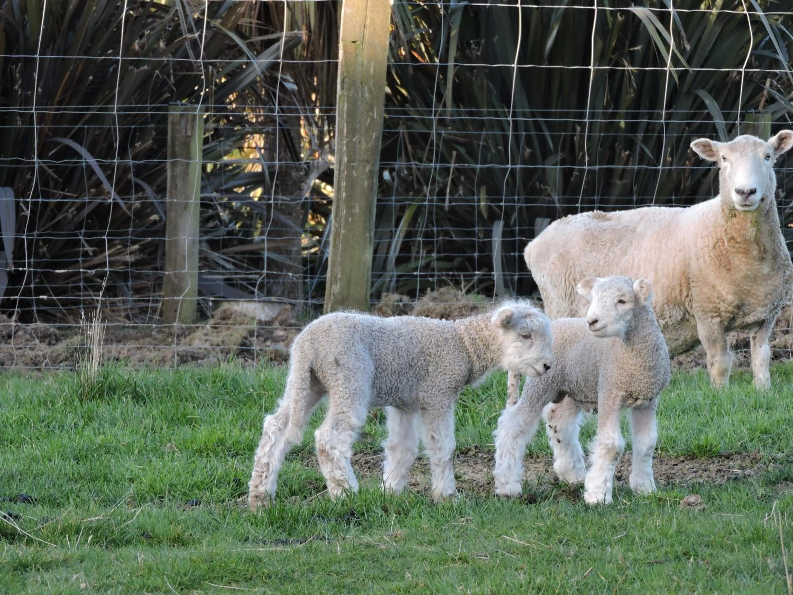 Pets in The Reservation B&B