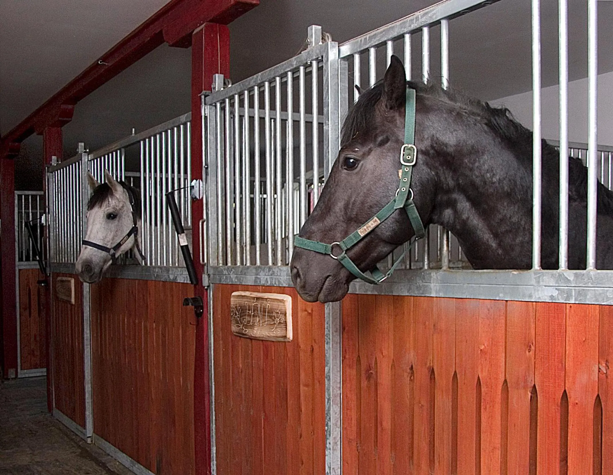 Animals in Hotel Vécsecity