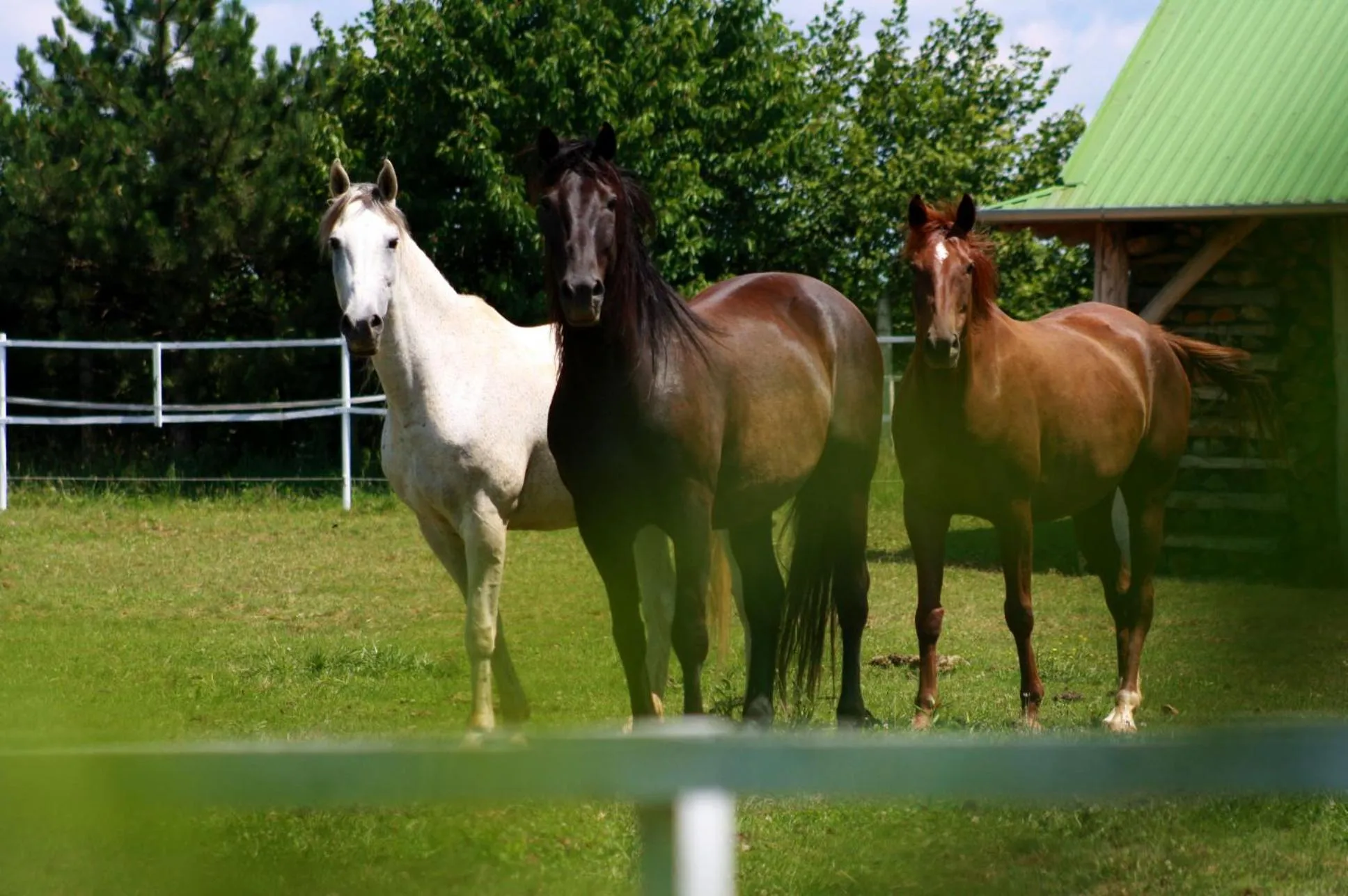 Animals in Hotel Vécsecity