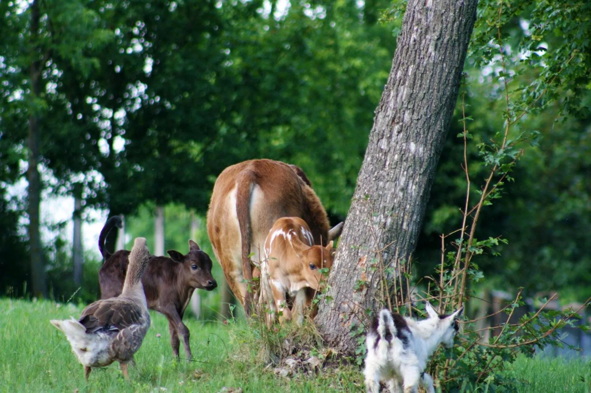 Animals in Hotel Vécsecity