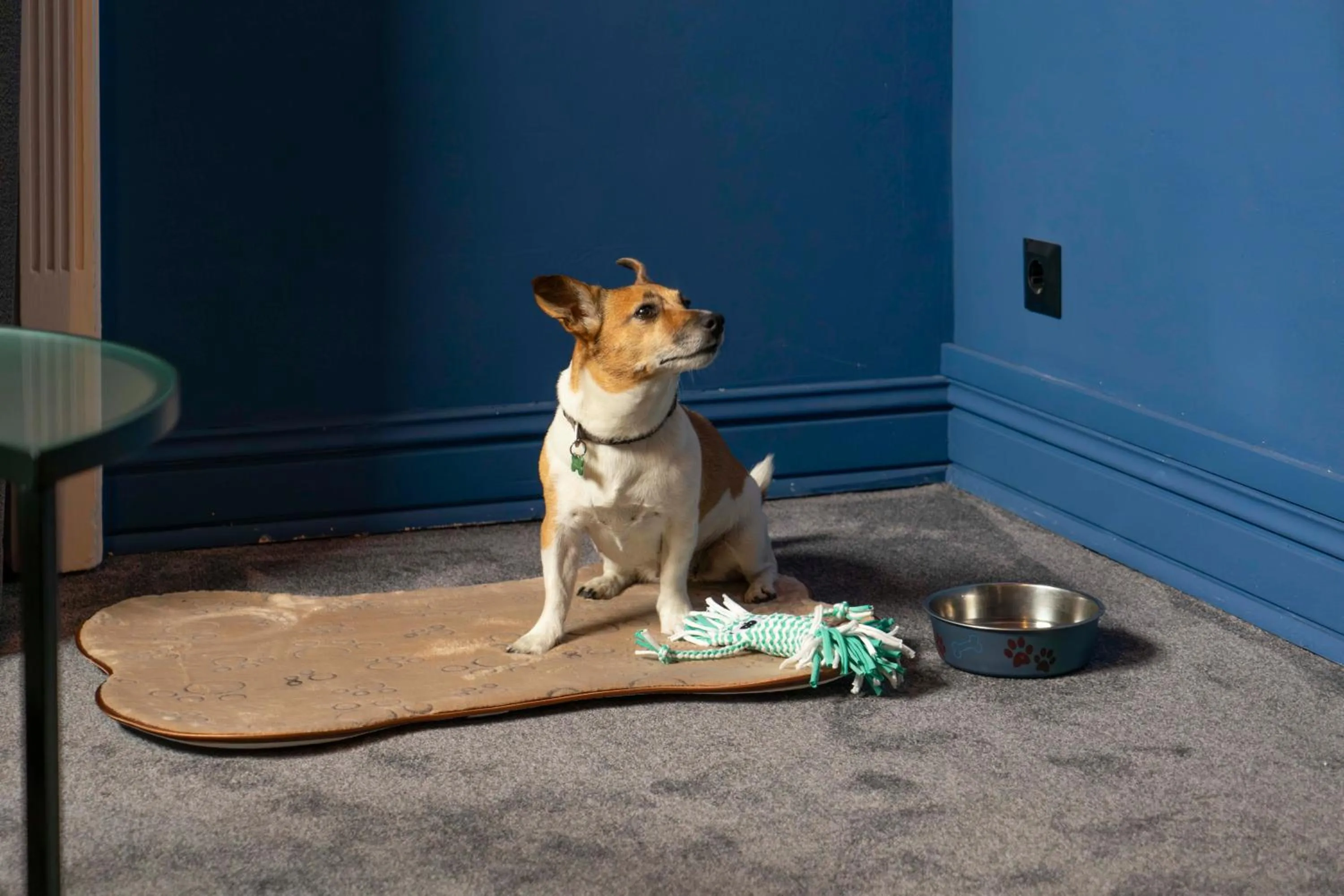 Pets in Maria Luisa by INTROVERT HOTELS