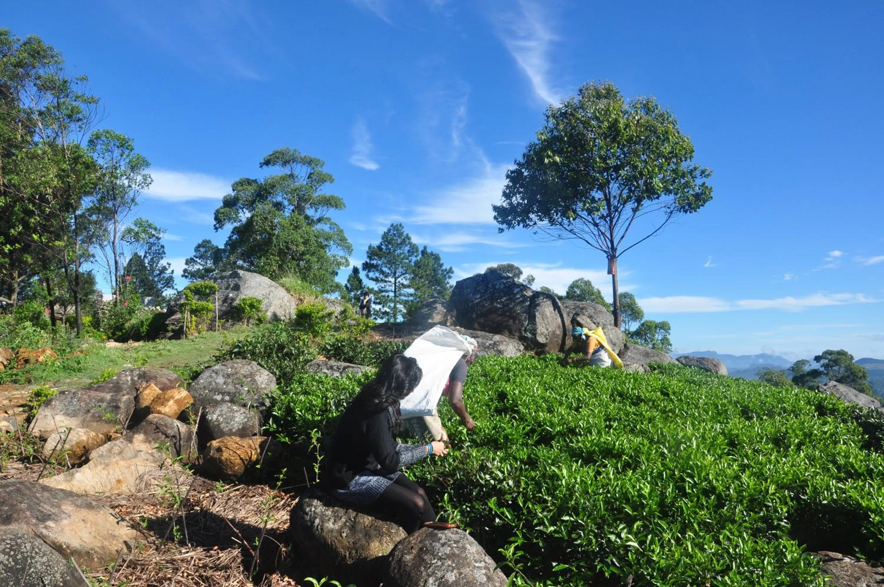 Garden view in Clouds Holiday Bungalow