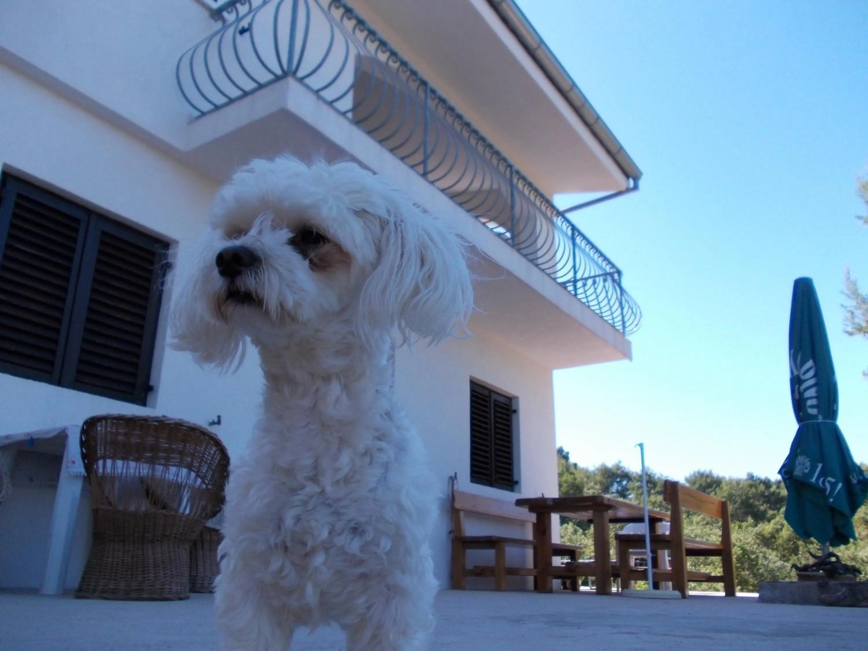 Pets in Apartment Hvar Bike