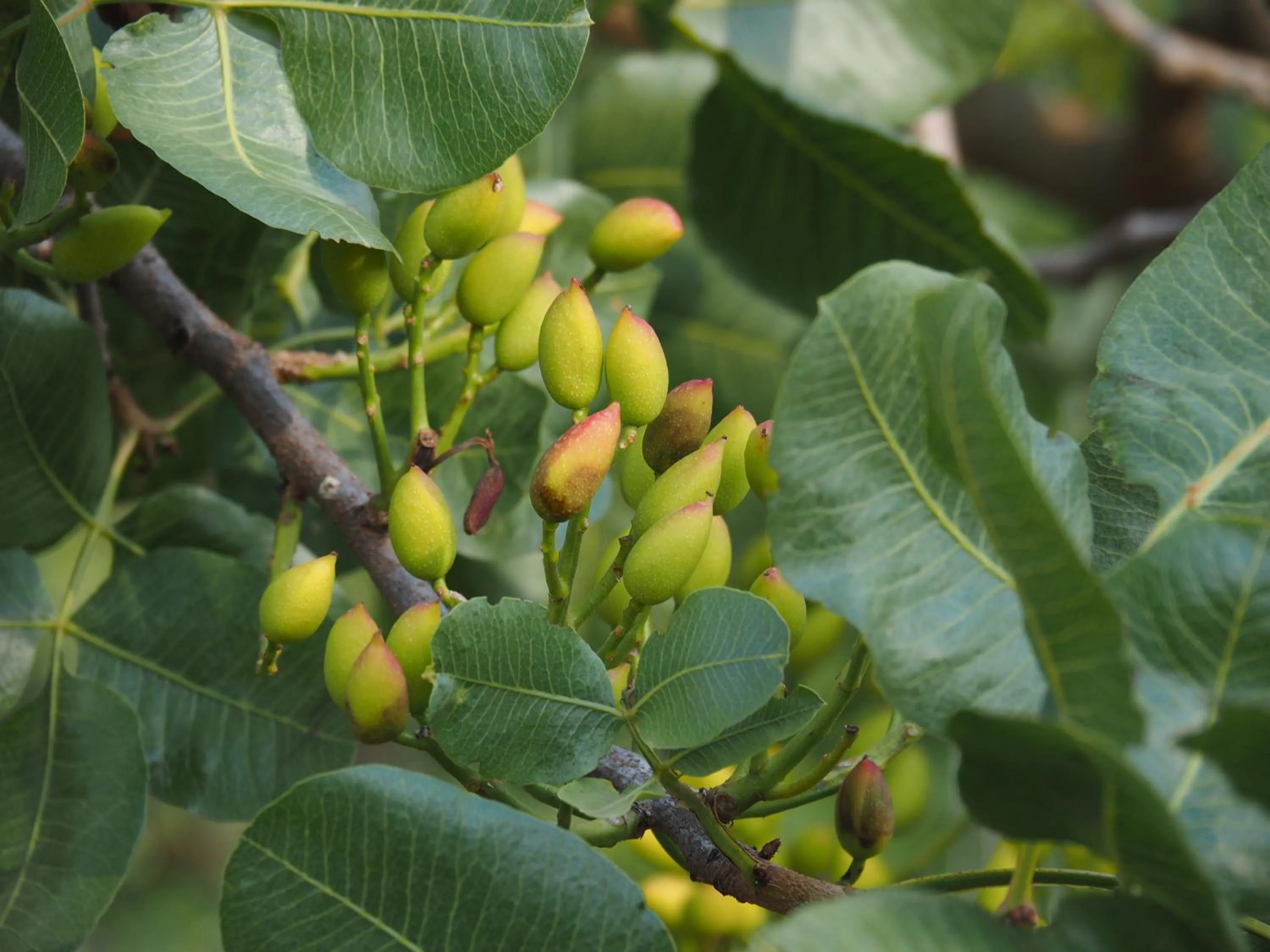 Agriturismo Il Drago